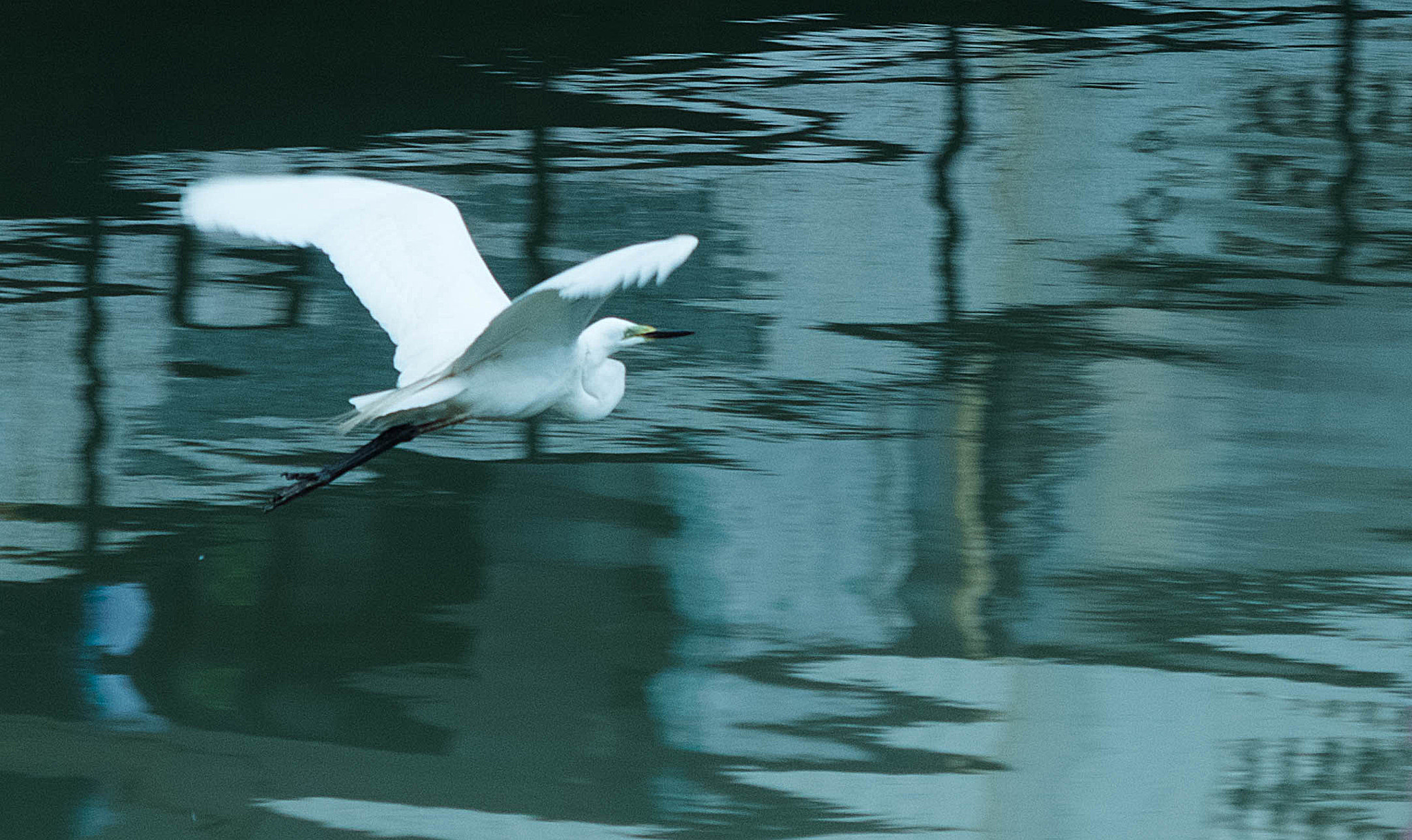 smc PENTAX-DA L 55-300mm F4-5.8 ED sample photo. Free photography