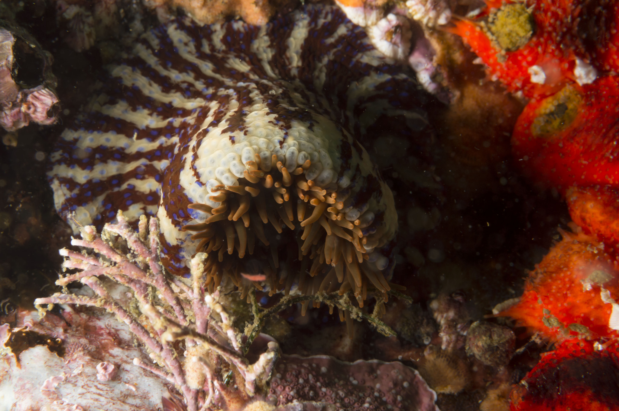 Nikon AF-S Micro-Nikkor 60mm F2.8G ED sample photo. Striped anemone photography