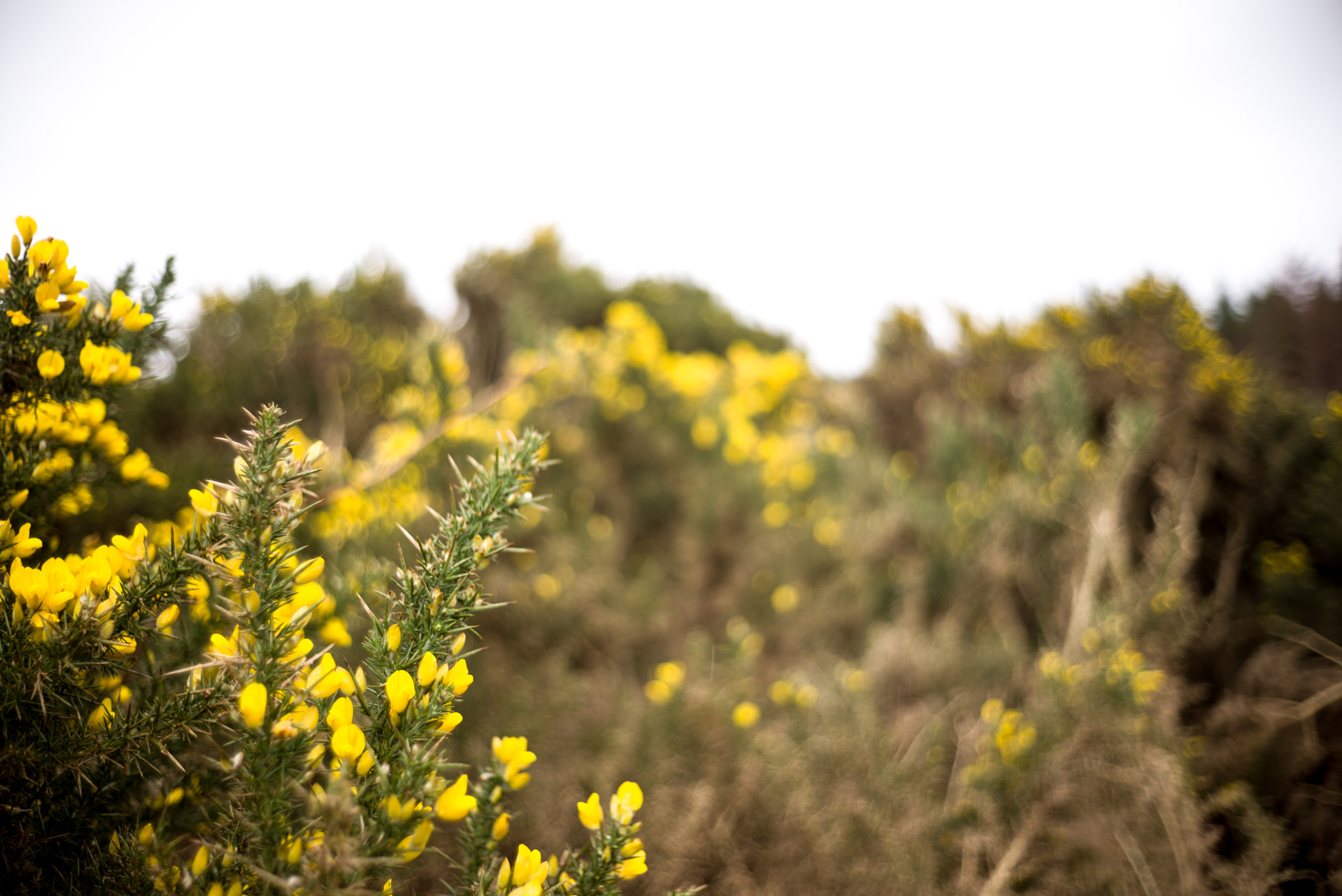Summicron-M 1:2/35 sample photo. Scotland photography
