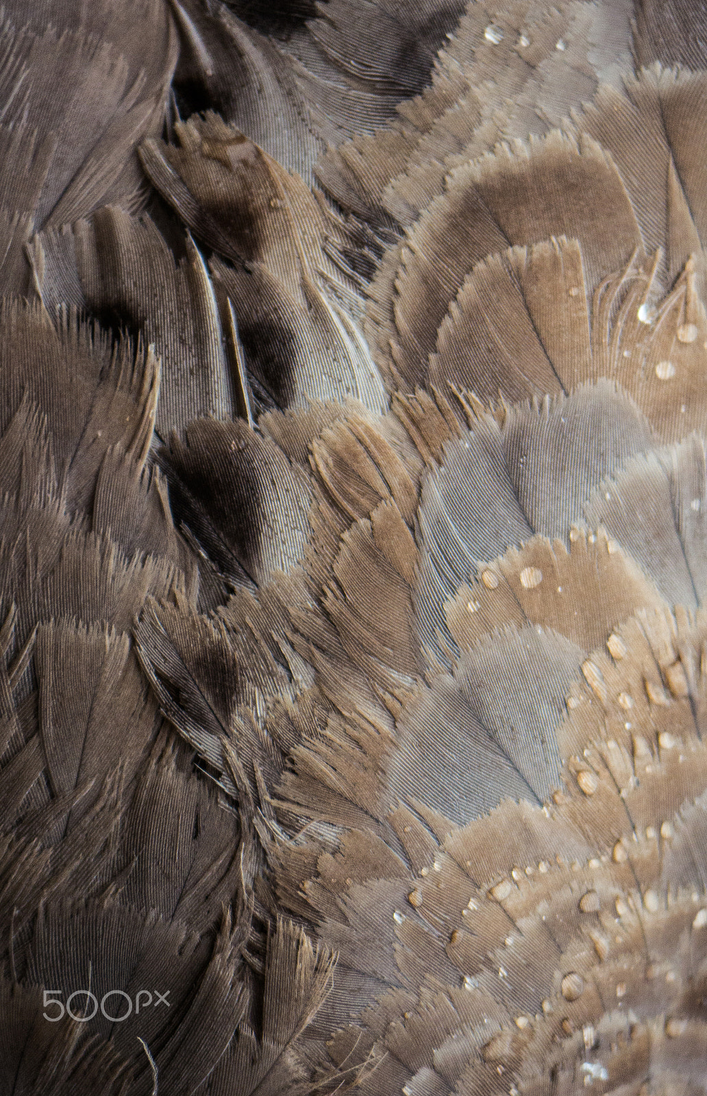 Panasonic Lumix DMC-G7 sample photo. Cape barren goose's feathers | plumage du céréopse cendré photography
