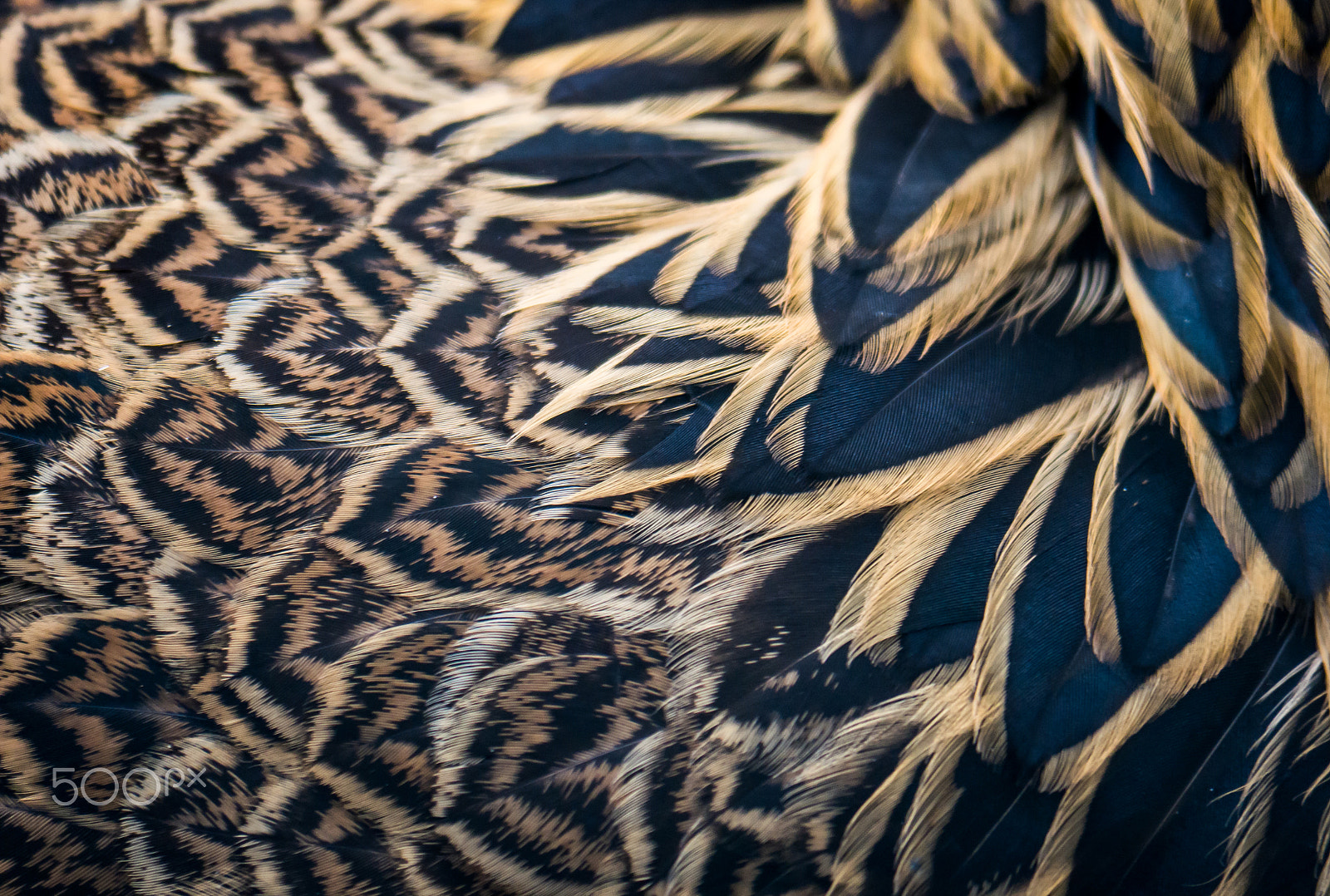 Panasonic Lumix DMC-G7 sample photo. Blue and orange feathers of a chicken photography
