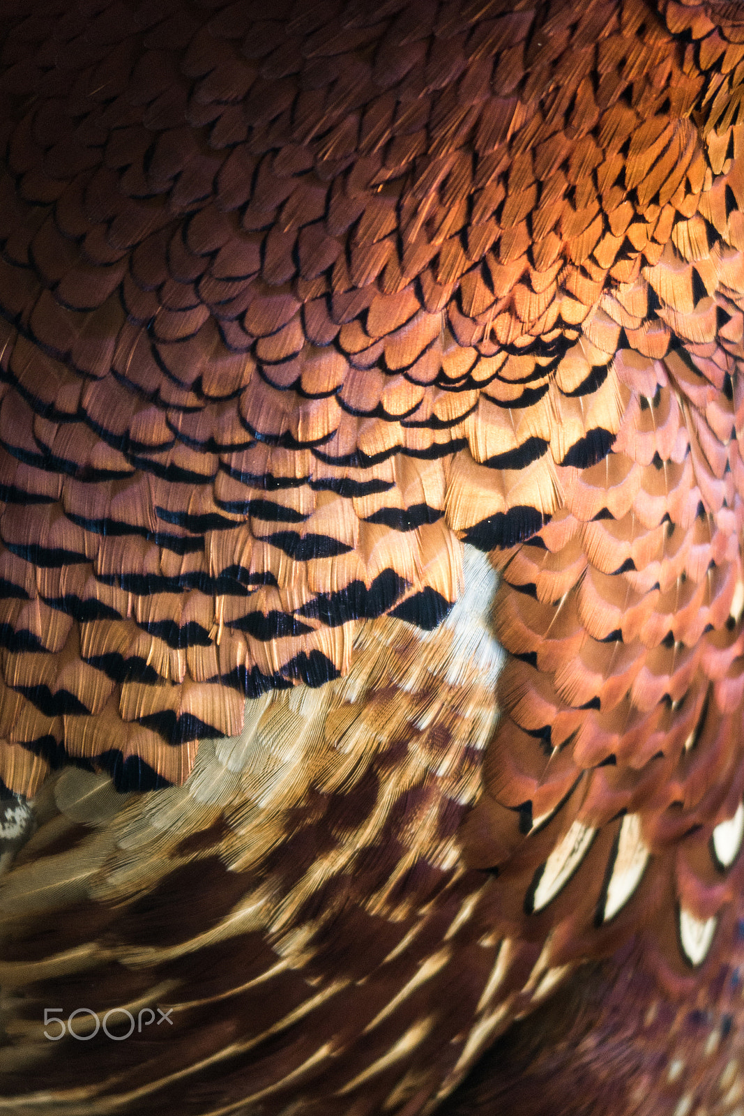 Panasonic Lumix DMC-G7 sample photo. Common pheasant's feathers | plumes d'un faisan de colchide mâle photography