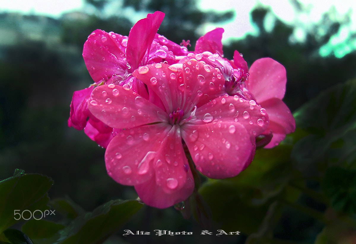 Kodak CX7330 ZOOM DIGITAL CAMERA sample photo. Rain and flower photography