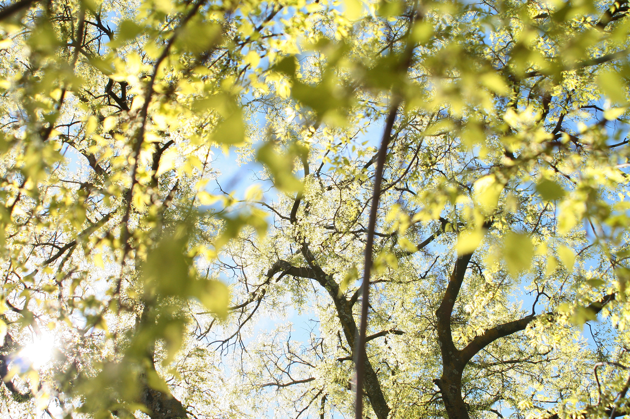 Canon EF 28-80mm f/3.5-5.6 USM IV sample photo. Printemps photography