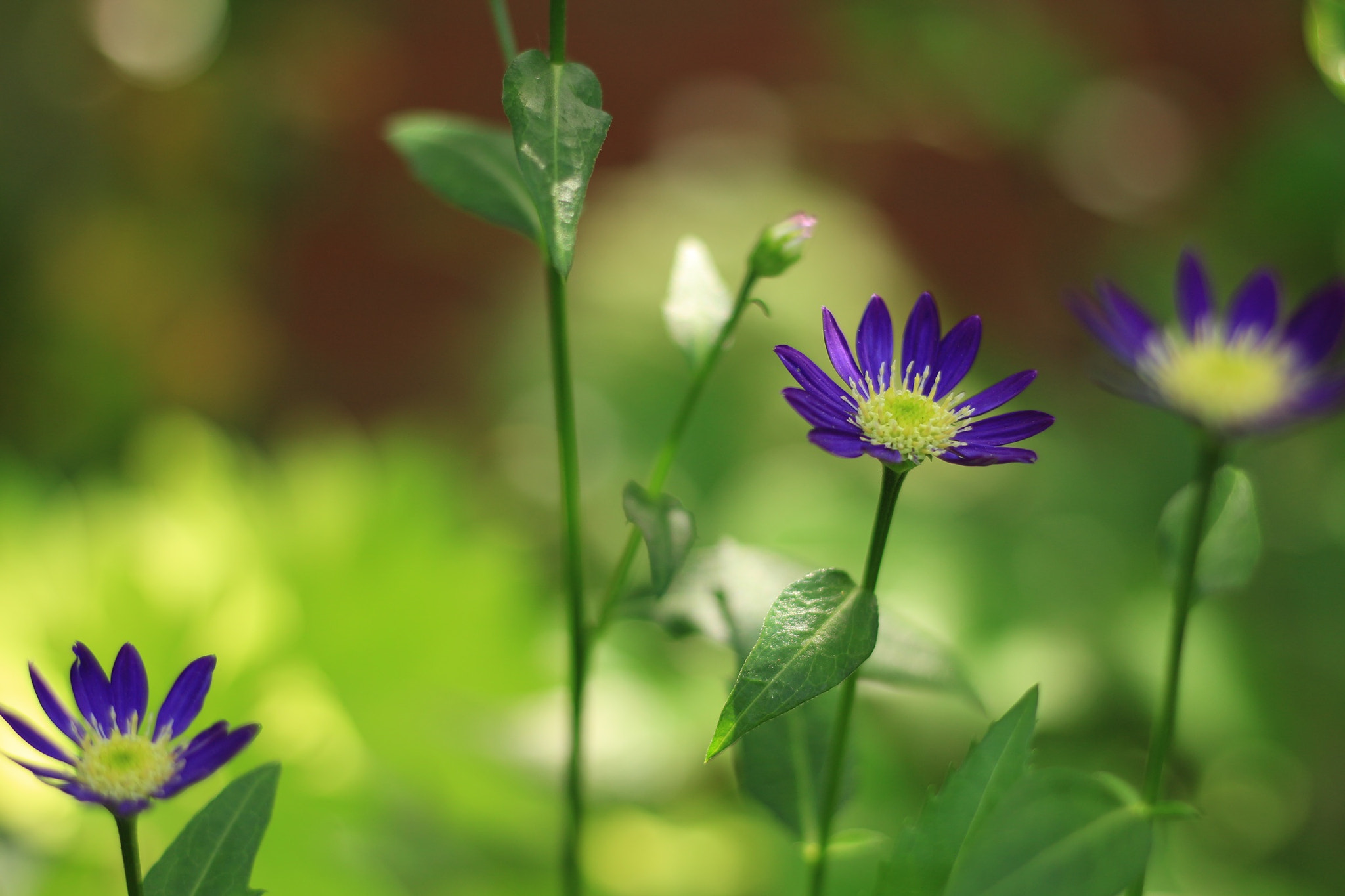 Canon EOS M + Canon EF 50mm F1.8 STM sample photo