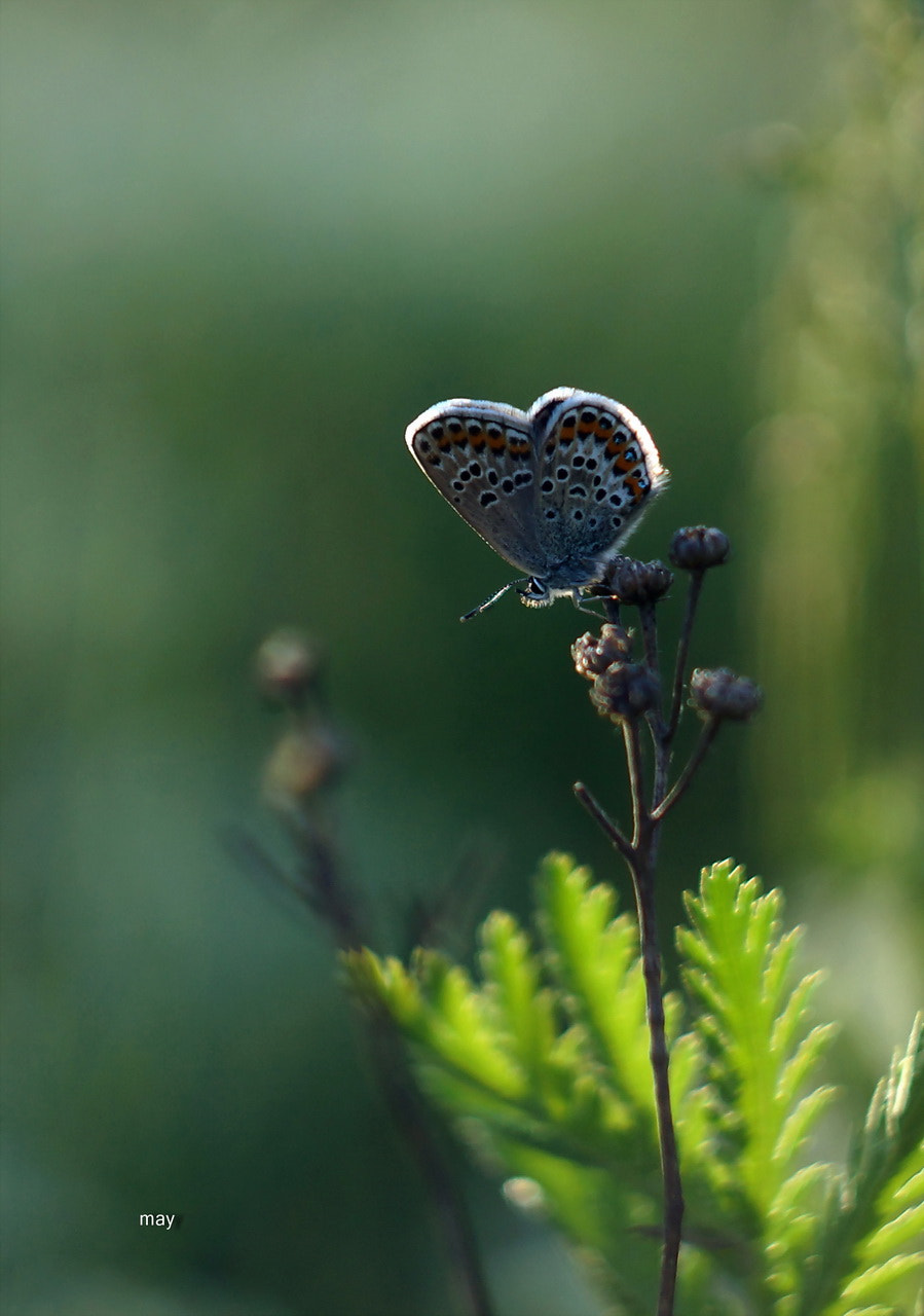 Sony SLT-A65 (SLT-A65V) + Minolta AF 50mm F1.7 sample photo. Copper-butterfly...голубянка photography