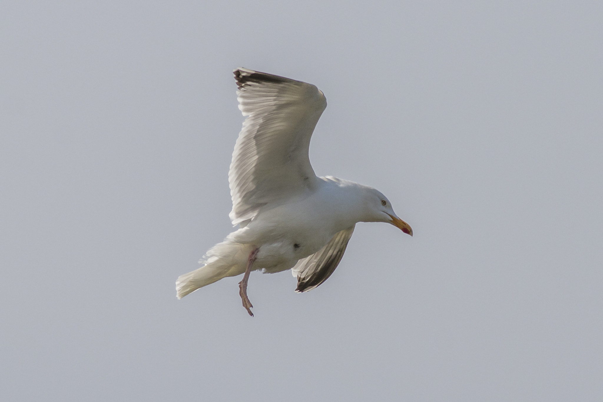 Canon EOS 70D + Canon EF 400mm F5.6L USM sample photo. Flying free (1) photography