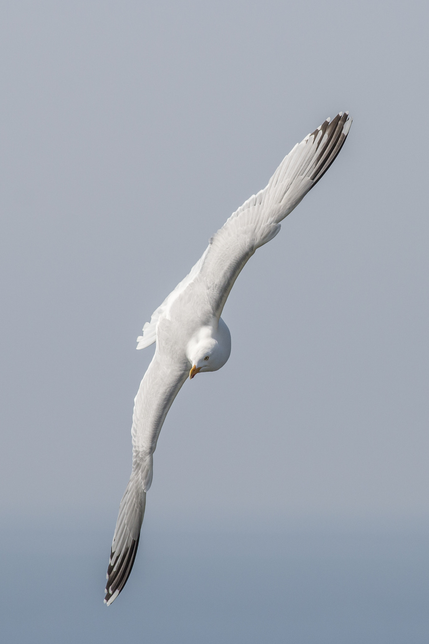 Canon EOS 70D + Canon EF 400mm F5.6L USM sample photo. Flying free (2) photography