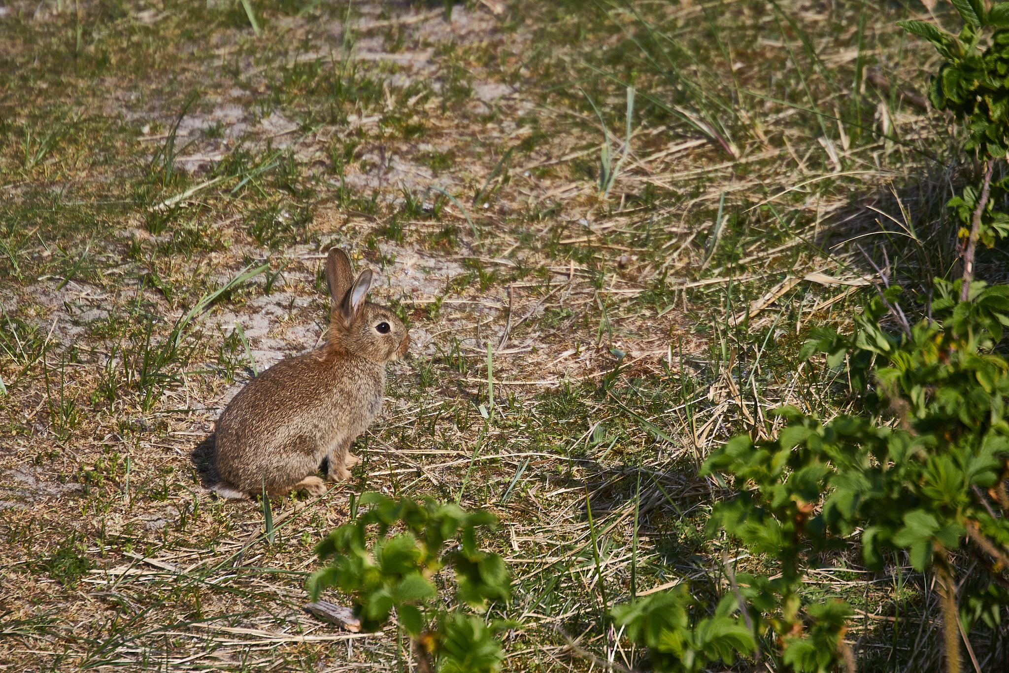 Canon EOS 1200D (EOS Rebel T5 / EOS Kiss X70 / EOS Hi) + Canon EF 70-300mm F4.5-5.6 DO IS USM sample photo. Bunny in grassland photography