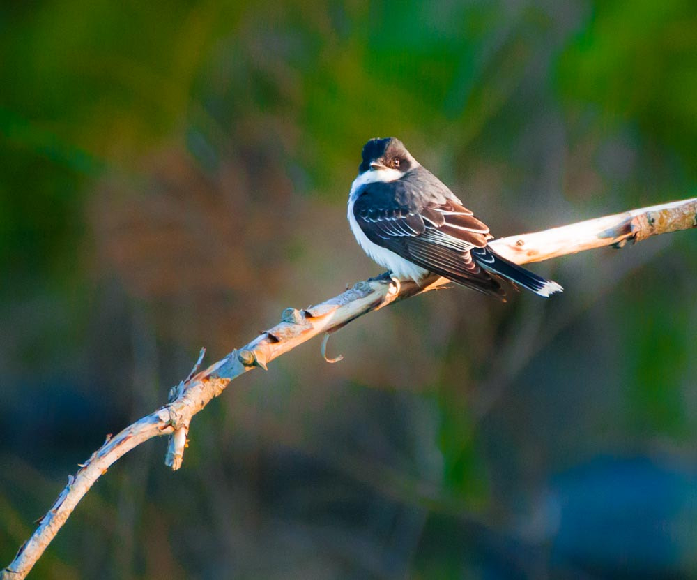 Sigma 150-600mm F5-6.3 DG OS HSM | C sample photo. The mighty eastern kingbird photography