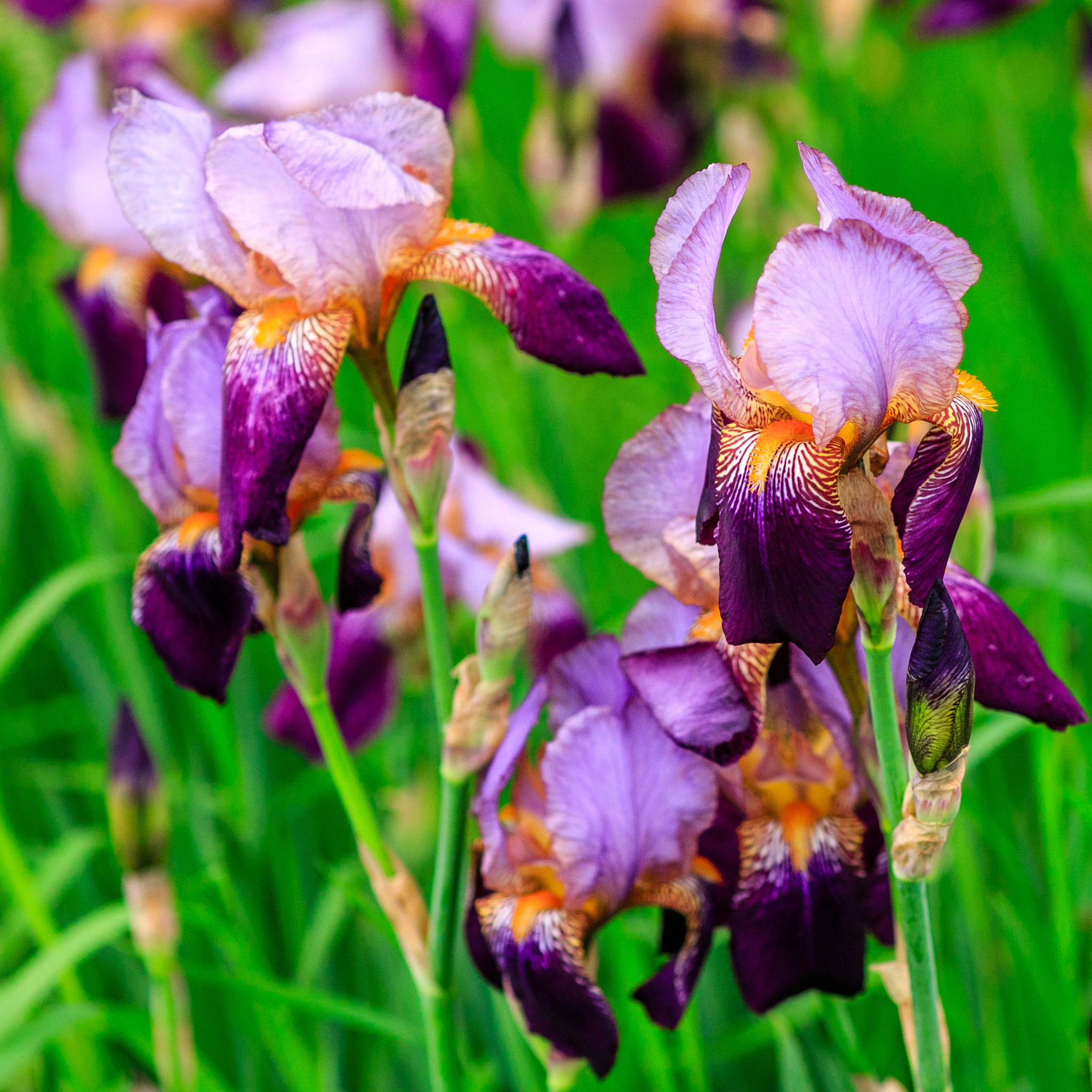 Sigma 85mm F1.4 EX DG HSM sample photo. Iris photography