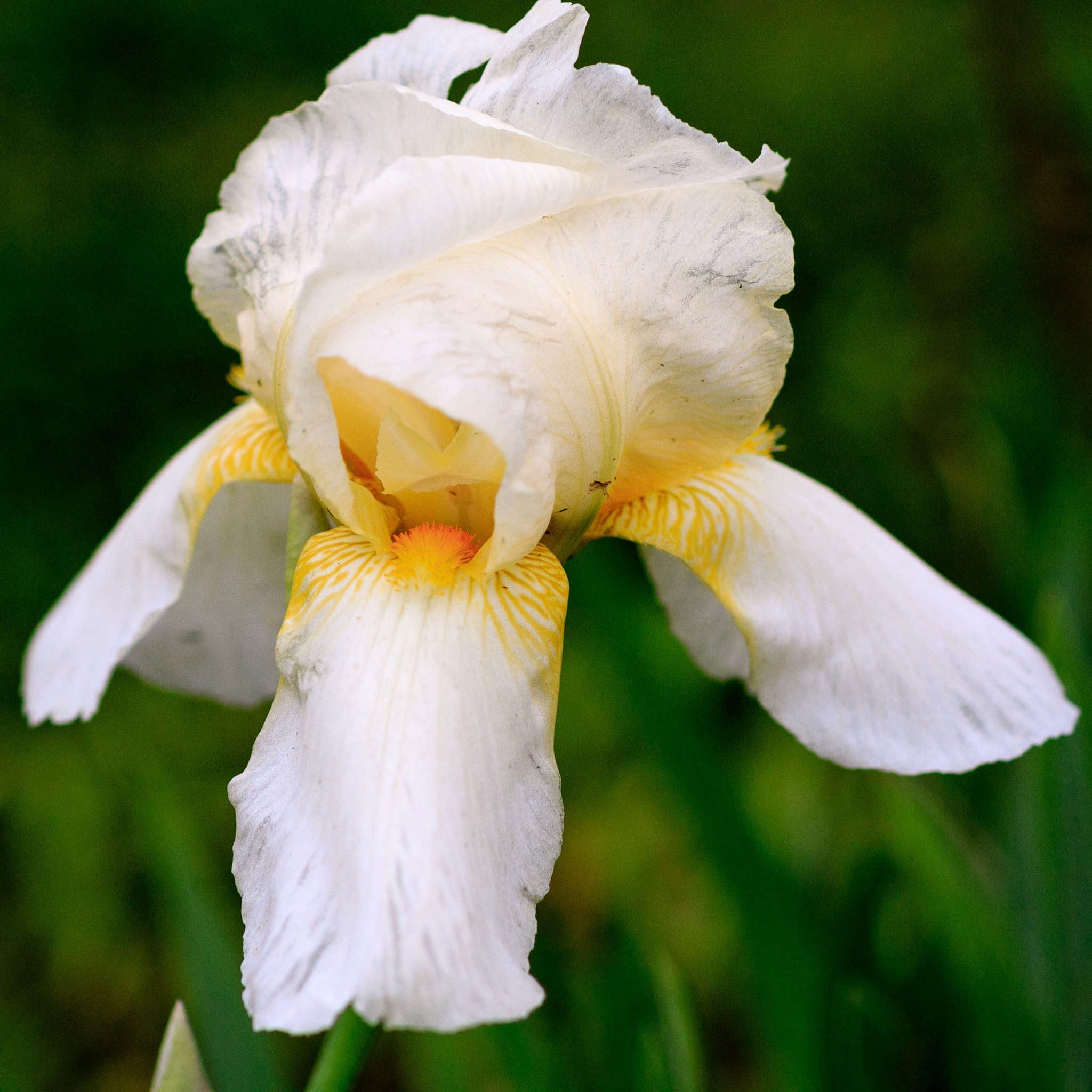 Sigma 85mm F1.4 EX DG HSM sample photo. Iris photography