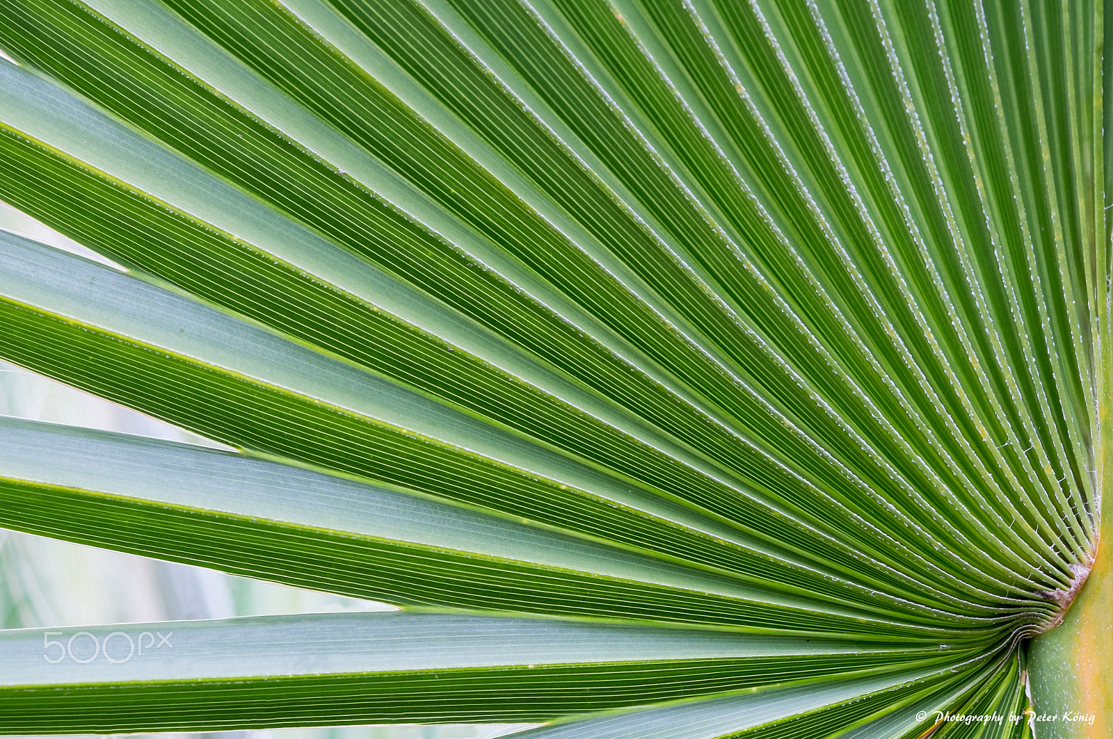 Fujifilm X-M1 + Fujifilm XF 60mm F2.4 R Macro sample photo. Palm leaves photography