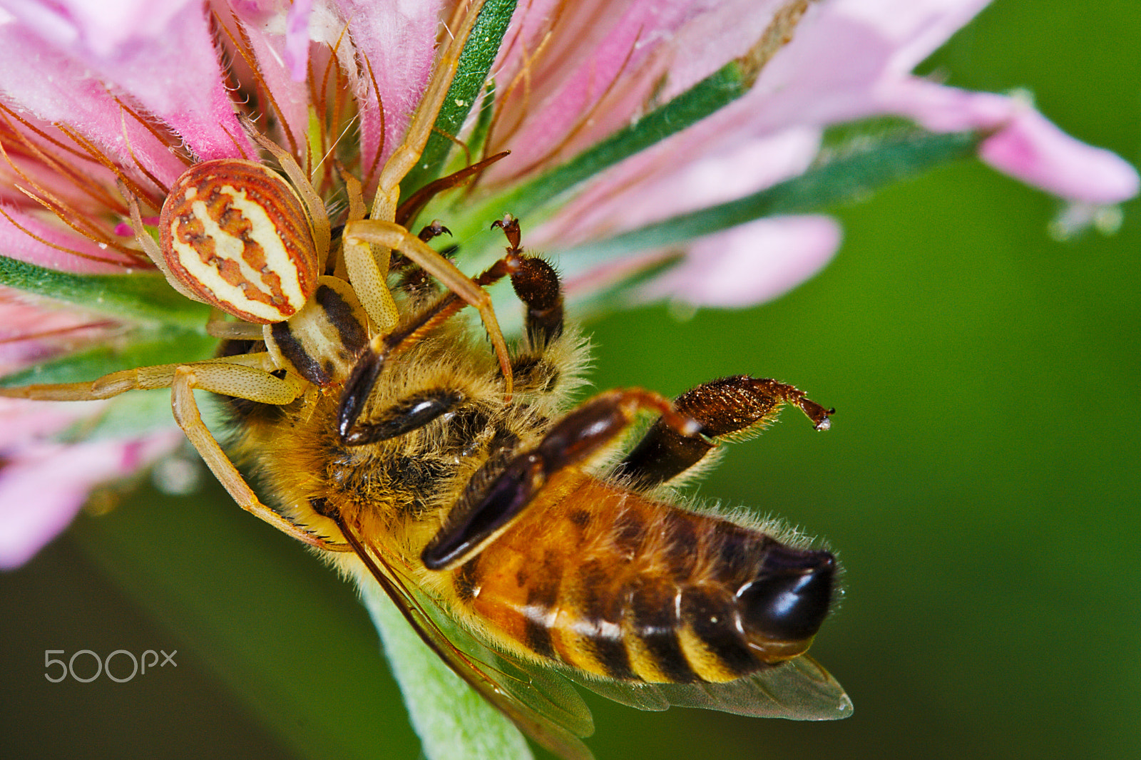 Canon EF-S 60mm F2.8 Macro USM sample photo. The capture! (13659) photography