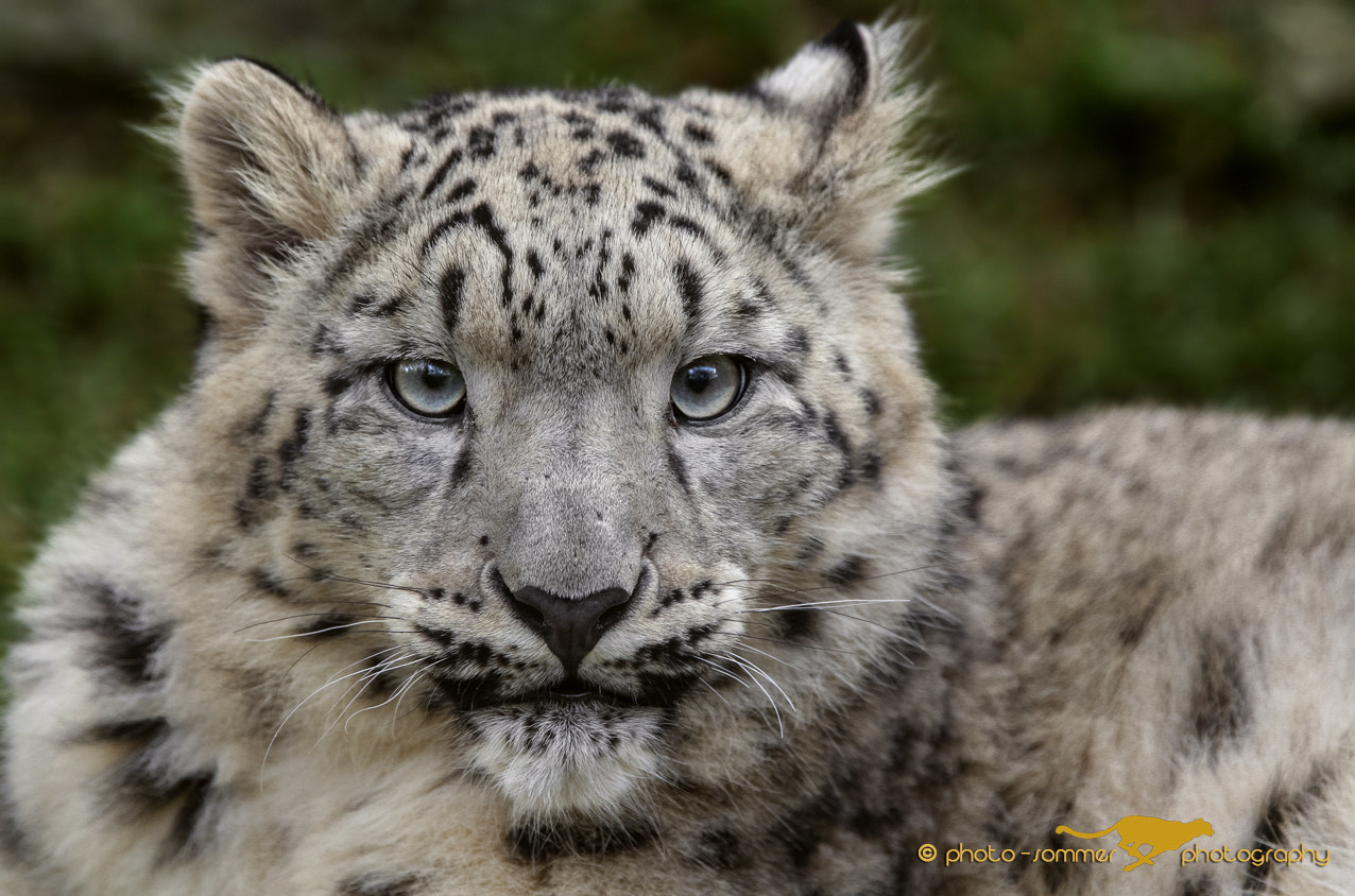 Canon EF 300mm F2.8L IS USM sample photo. Young snow leopard photography