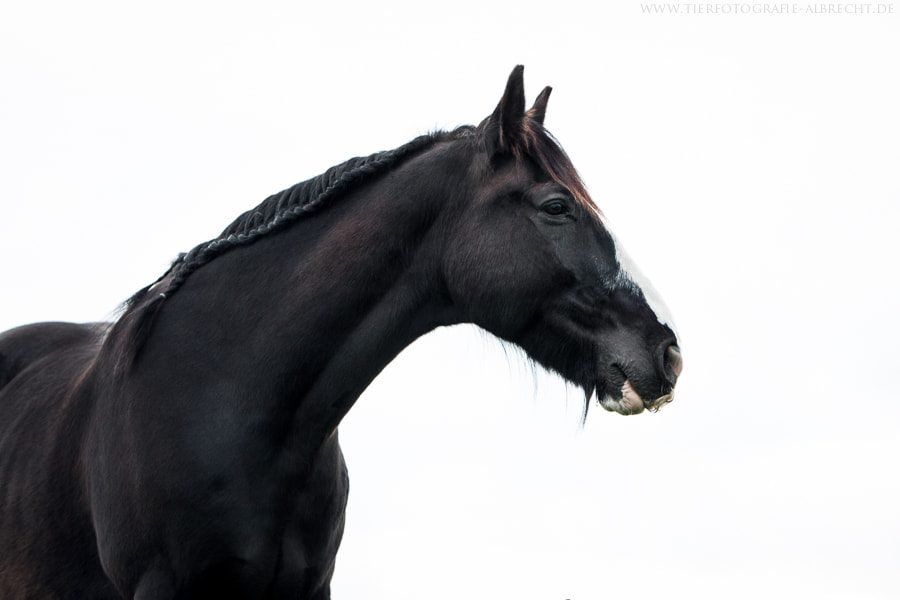 Canon EOS-1D Mark III sample photo. Simplicity photography