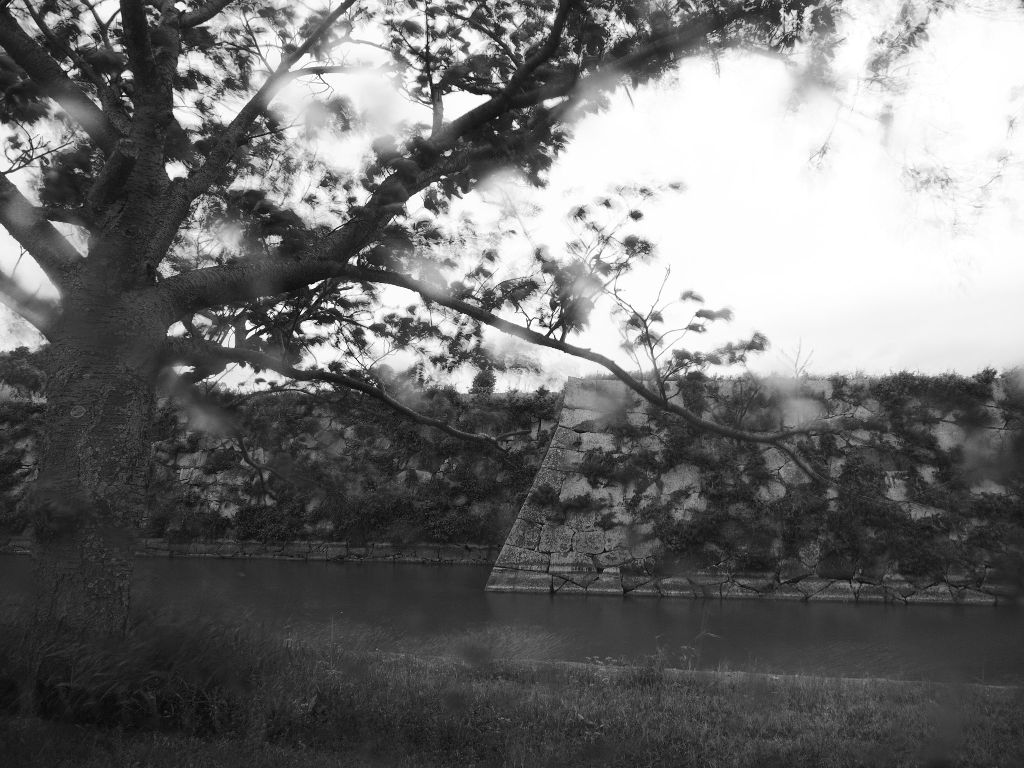 Olympus M.Zuiko Digital ED 14-150mm F4-5.6 sample photo. Cherry tree and castle wall on a rainy day photography