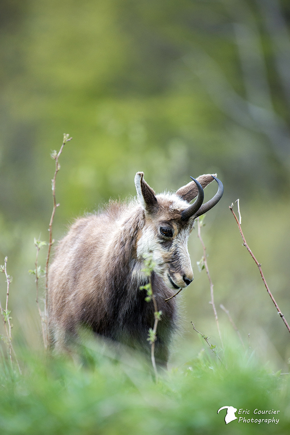 Nikon AF-S Nikkor 200-500mm F5.6E ED VR sample photo. Chamois photography