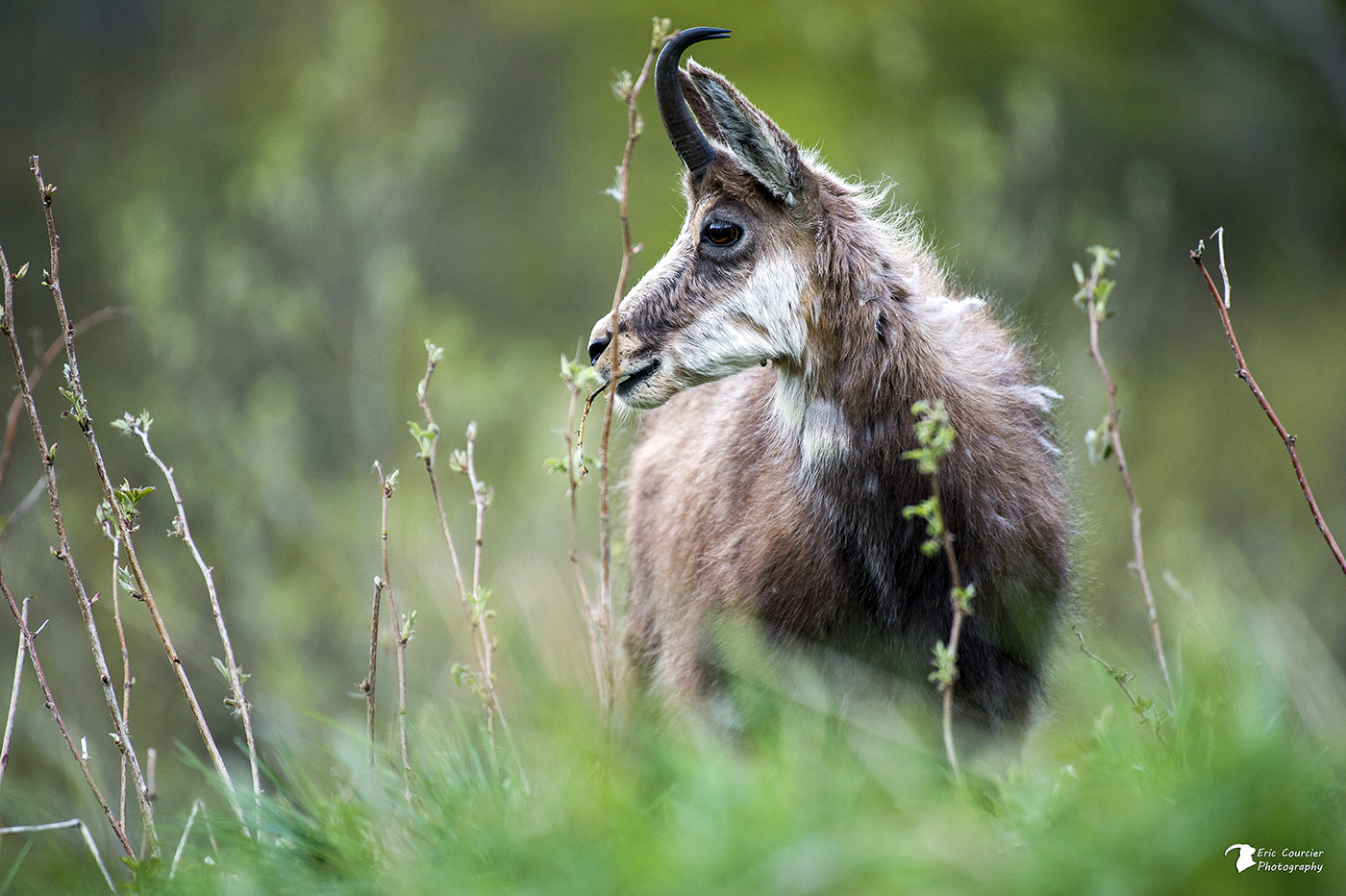 Nikon AF-S Nikkor 200-500mm F5.6E ED VR sample photo. Chamois vosgien photography