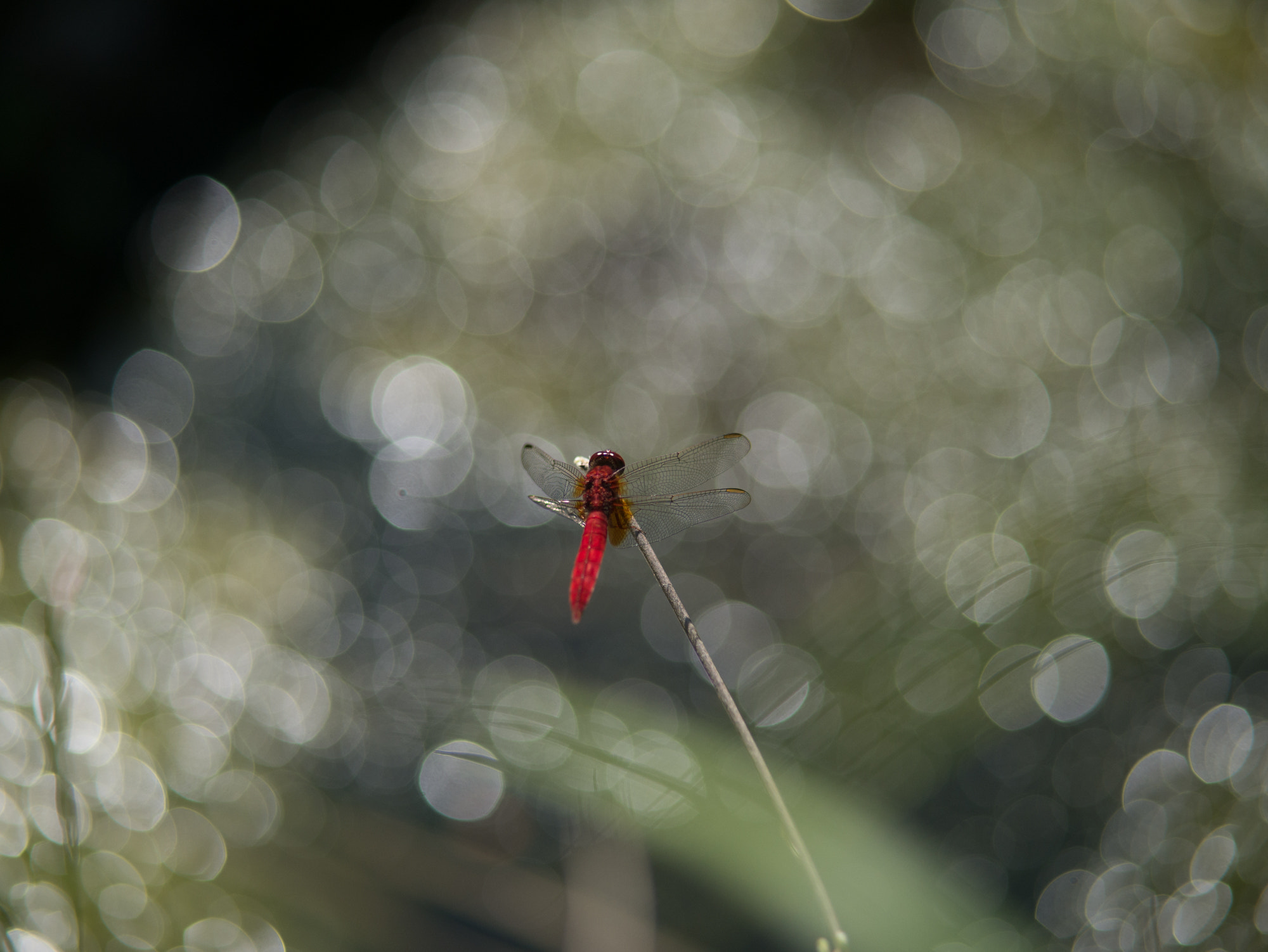 Panasonic Lumix G 42.5mm F1.7 ASPH Power OIS sample photo. Crocothemis servilia mariannae photography