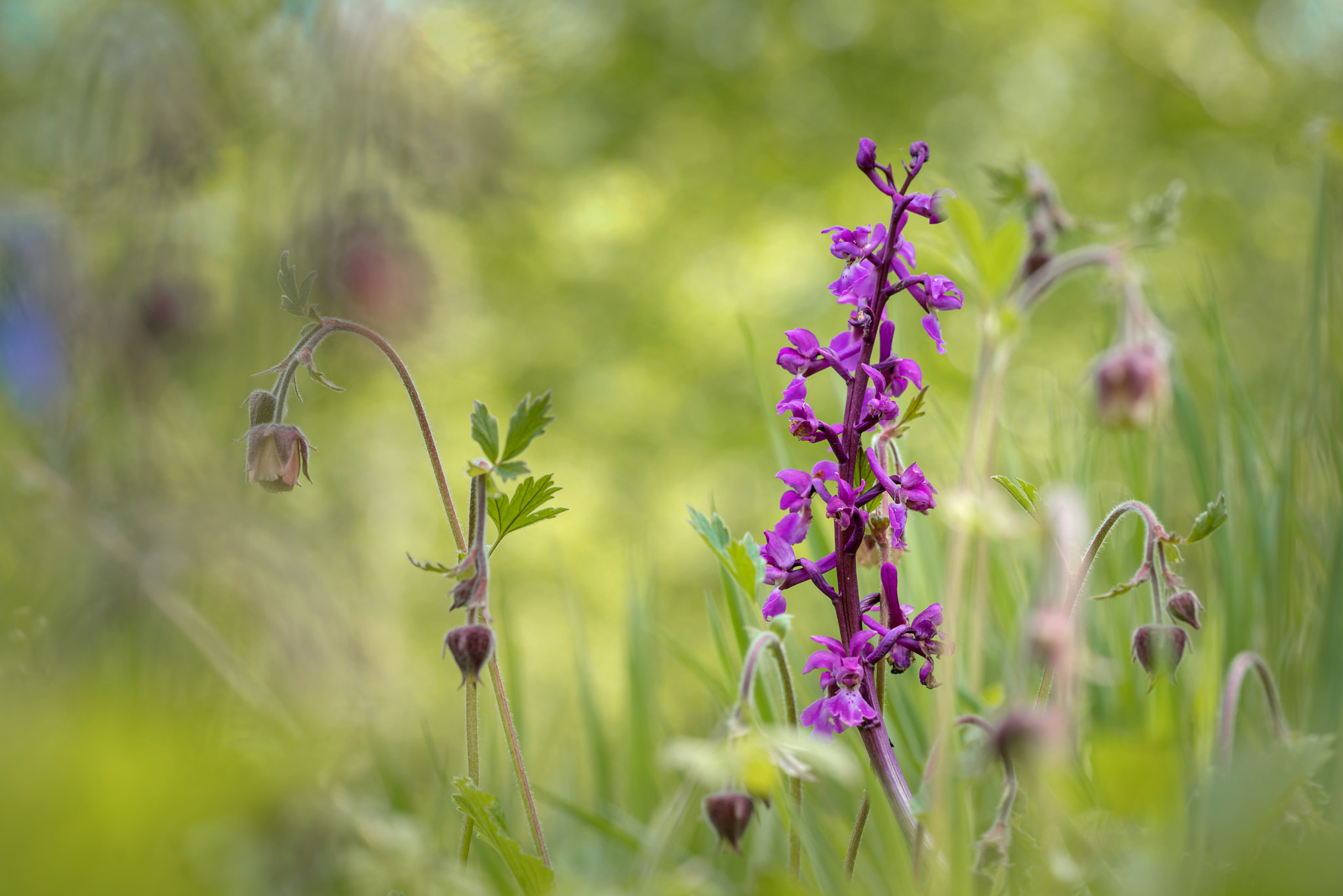 Sony a7R II + Canon EF 100mm F2.8L Macro IS USM sample photo. Early purple orchid among water avens photography