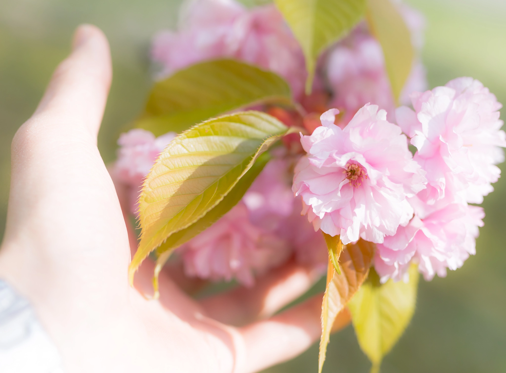 Nikon D5300 + Sigma 35mm F1.4 DG HSM Art sample photo. Spring on hand photography