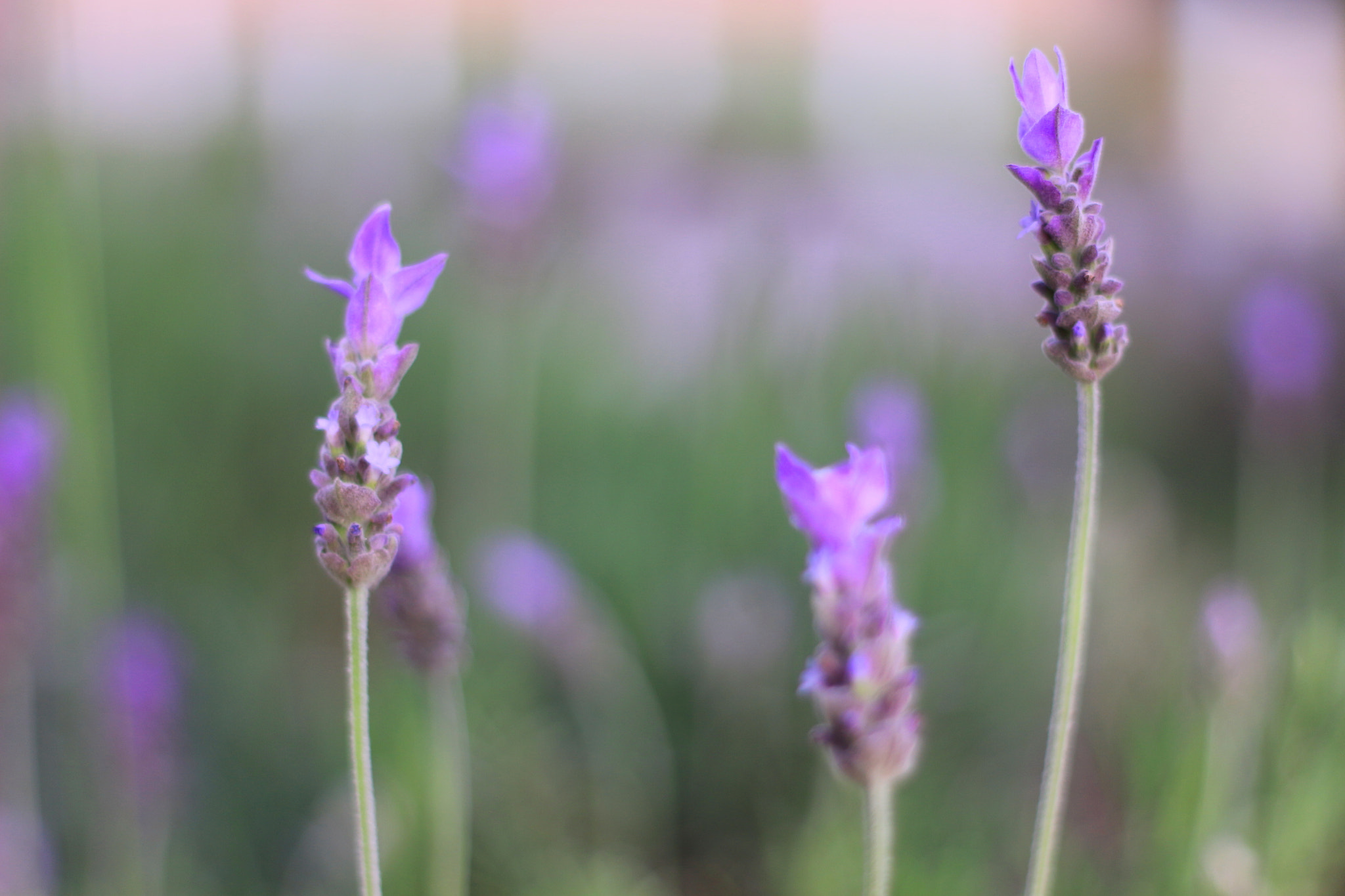 Canon EOS 100D (EOS Rebel SL1 / EOS Kiss X7) + Canon EF 50mm F1.8 II sample photo. It's windy photography