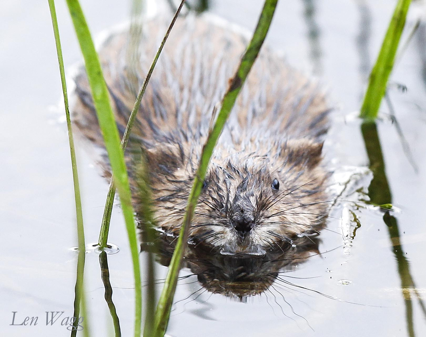 Canon EF 300mm F2.8L IS USM sample photo. Muskrat siuzie? photography
