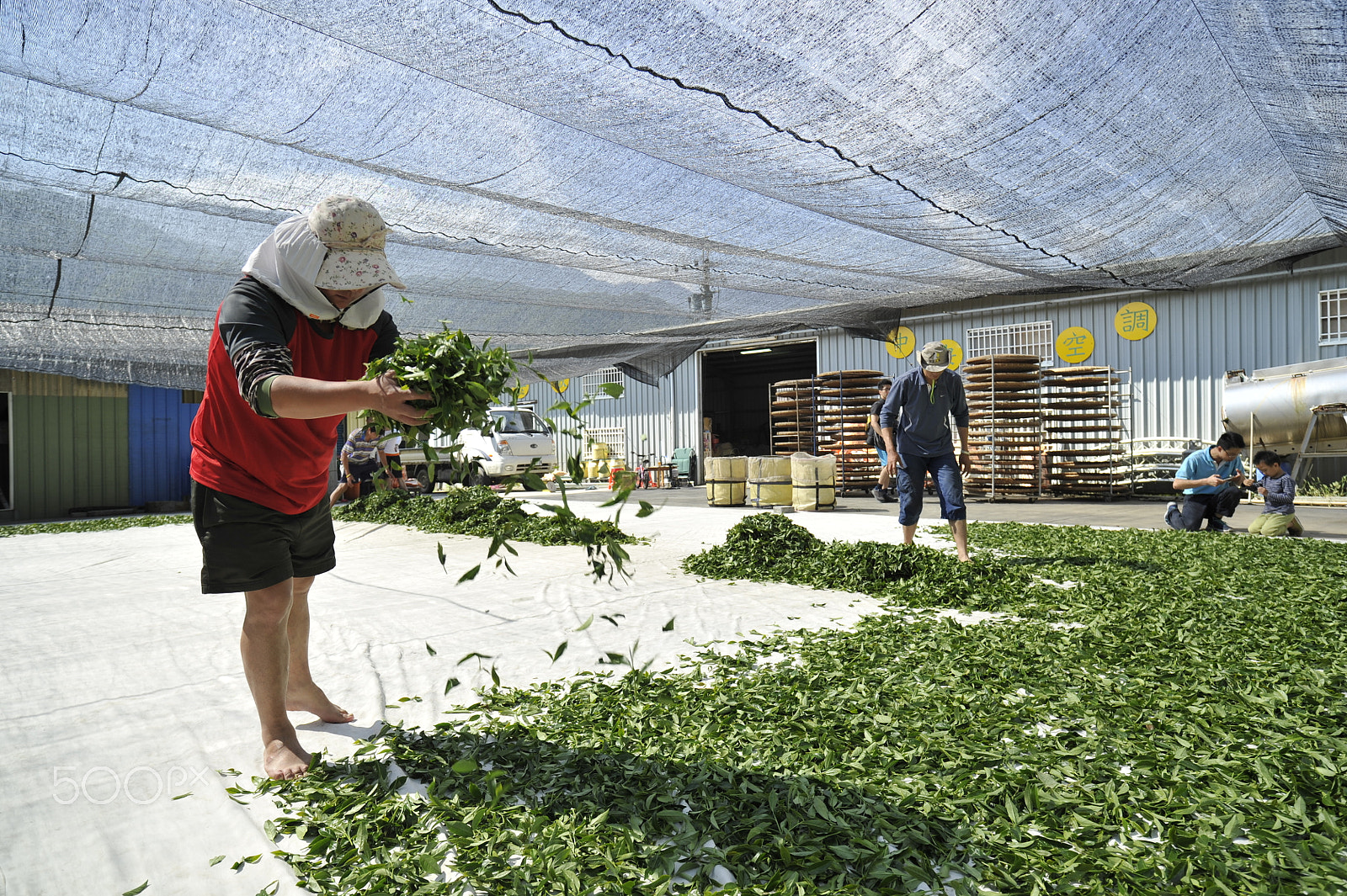 Nikon D3S sample photo. Selection of tea leaves photography