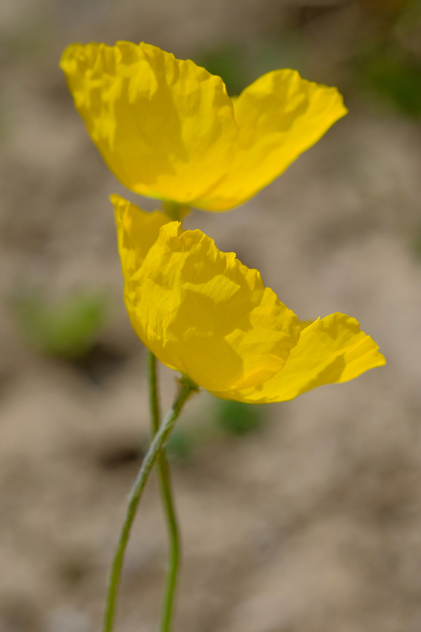 Fujifilm X-A1 + Fujifilm XF 60mm F2.4 R Macro sample photo. Yellow flower in tianshan photography