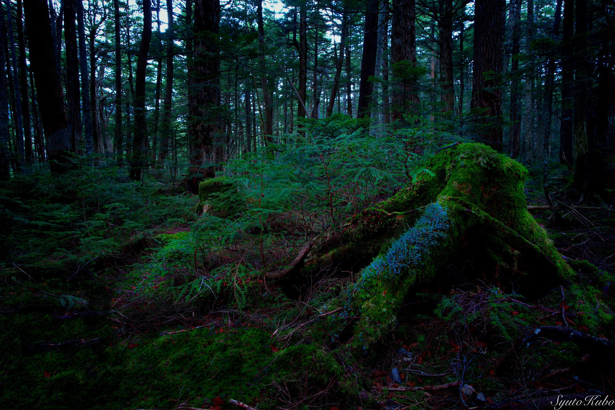 Sony SLT-A99V sample photo. Deep forest photography