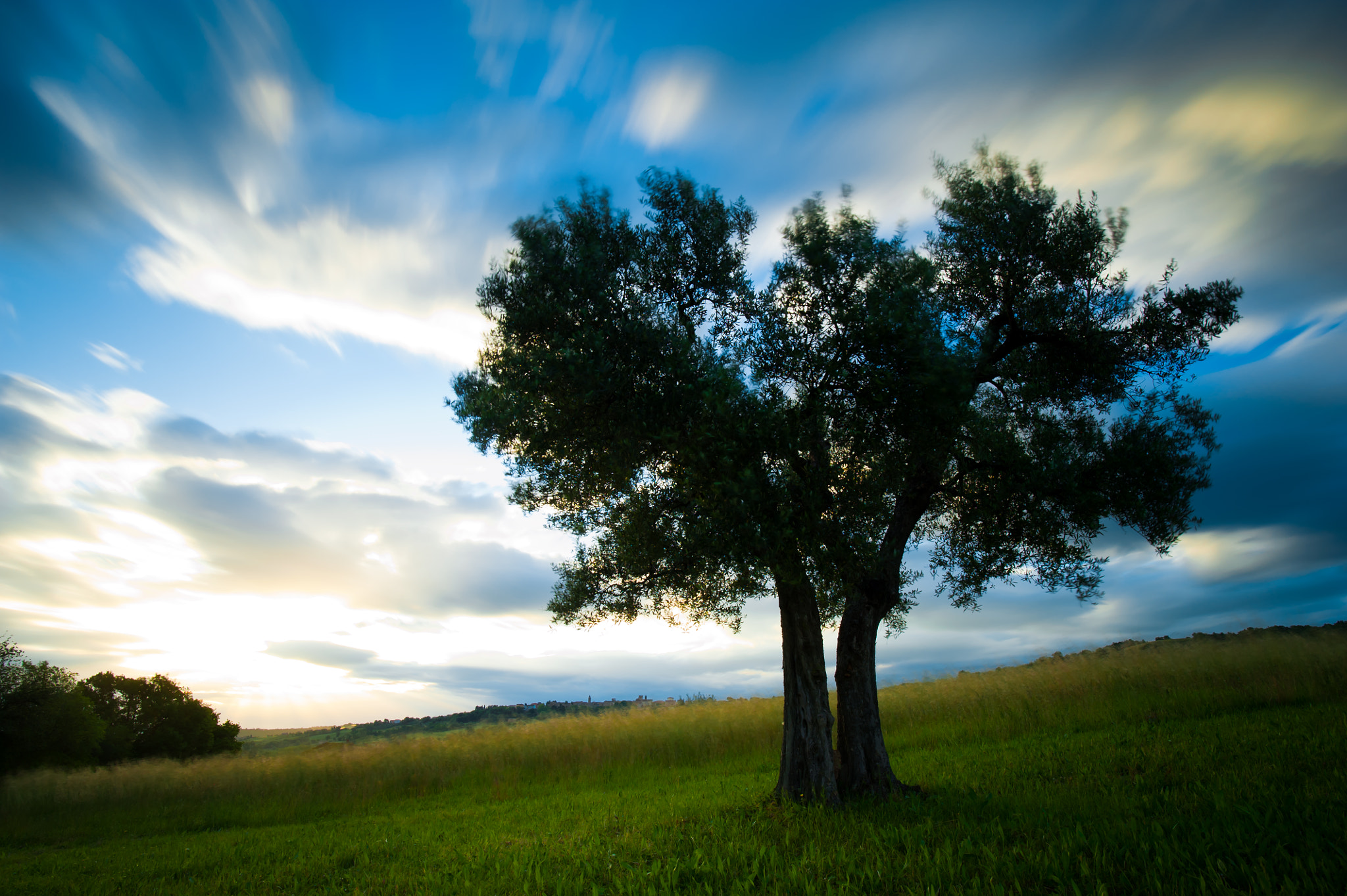 Nikon D700 + Nikon AF-S Nikkor 20mm F1.8G ED sample photo. L'ulivo centenario photography