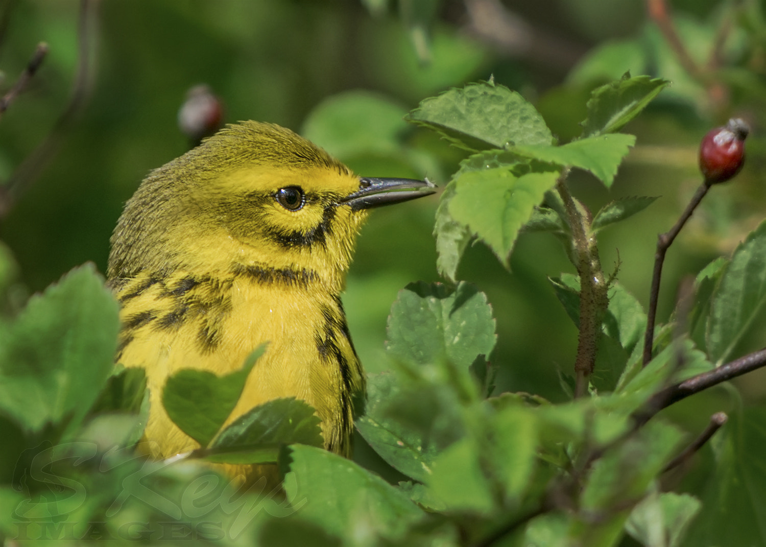 Nikon D7200 + Sigma 500mm F4.5 EX DG HSM sample photo. Tiny snacks (prairie warbler - look close) photography