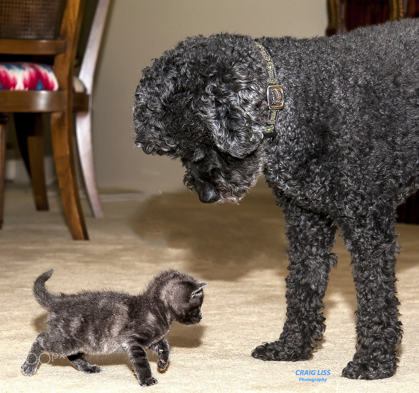 Nikon AF-S Micro-Nikkor 60mm F2.8G ED sample photo. What's going on here?  this is my home photography