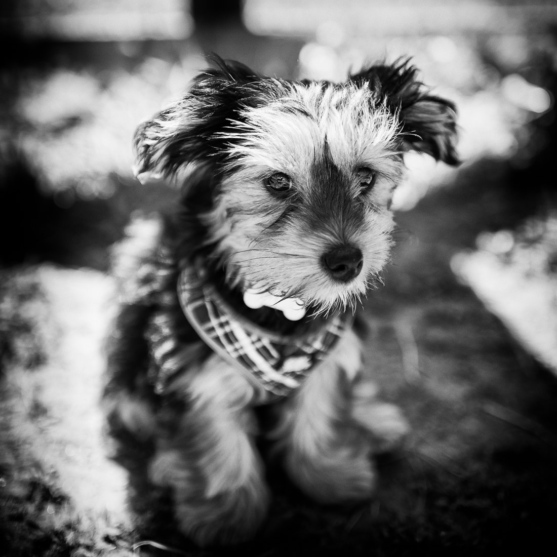 Nikon D4 + Nikon AF-S Nikkor 35mm F1.4G sample photo. Oliver. yorkie puppy. photography