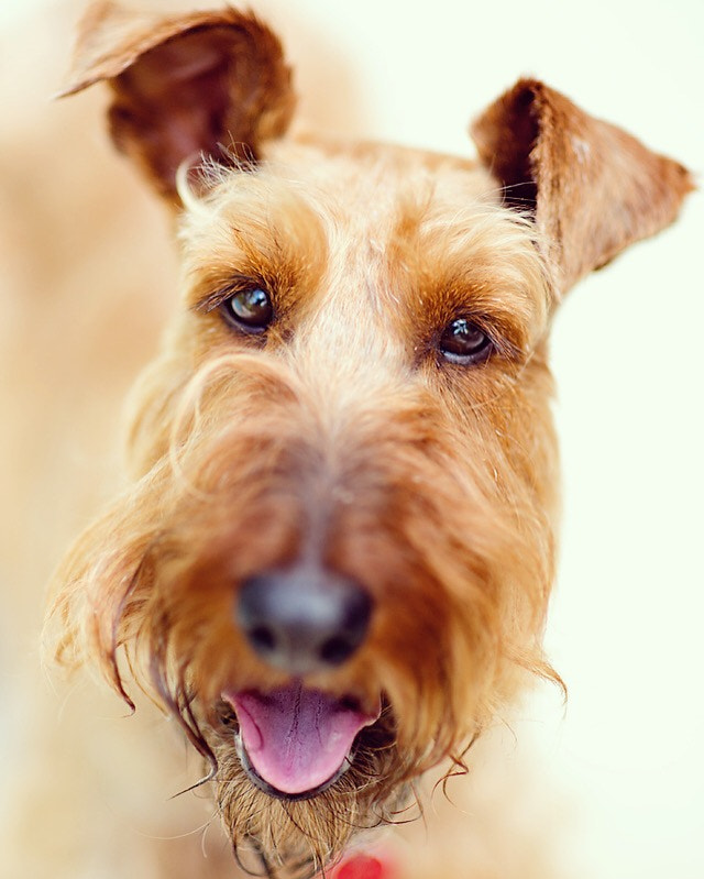 Nikon D4 + Sigma 85mm F1.4 EX DG HSM sample photo. Dora. irish terrier photography