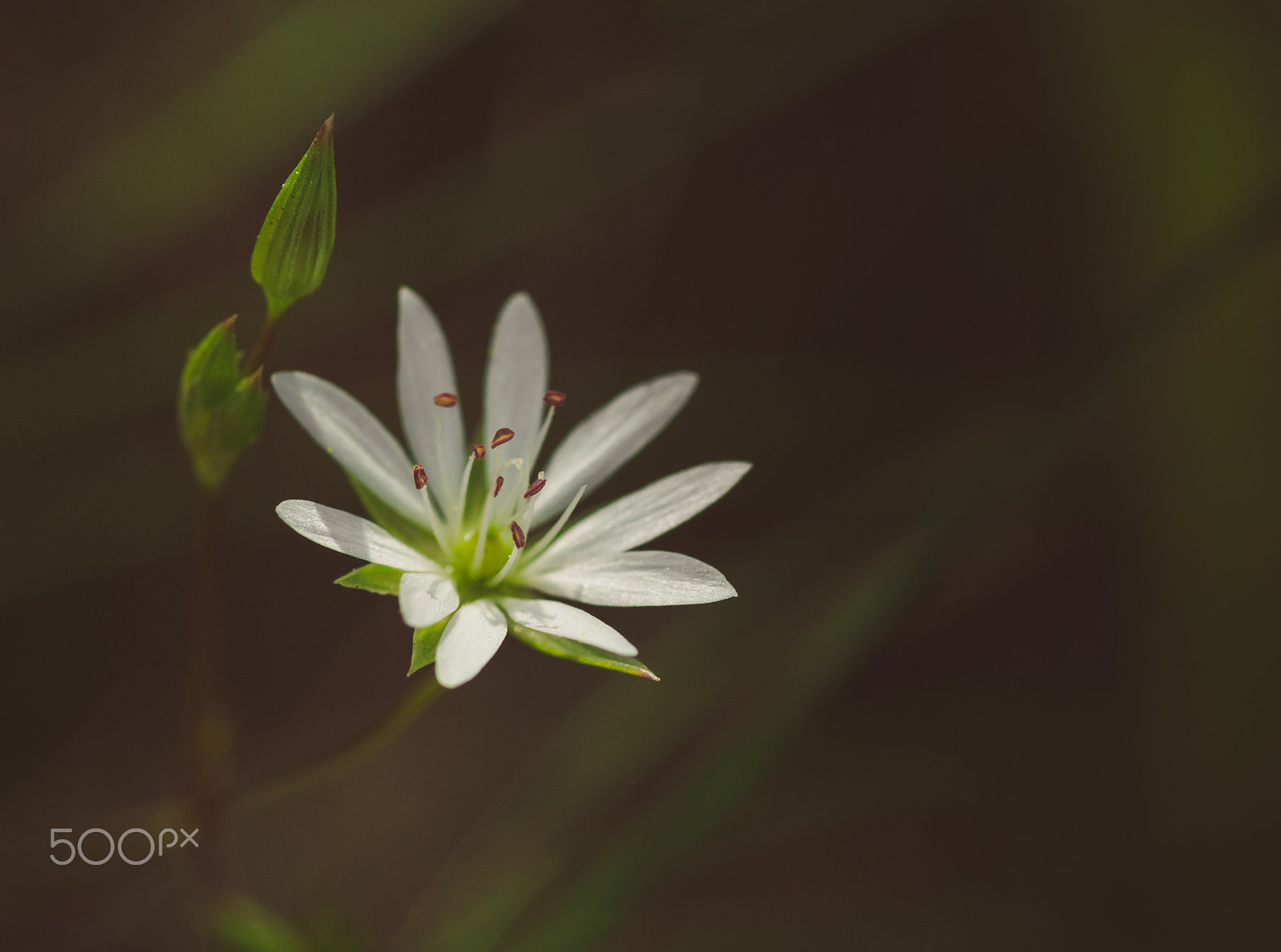 Pentax smc D-FA 100mm F2.8 macro sample photo. --- photography