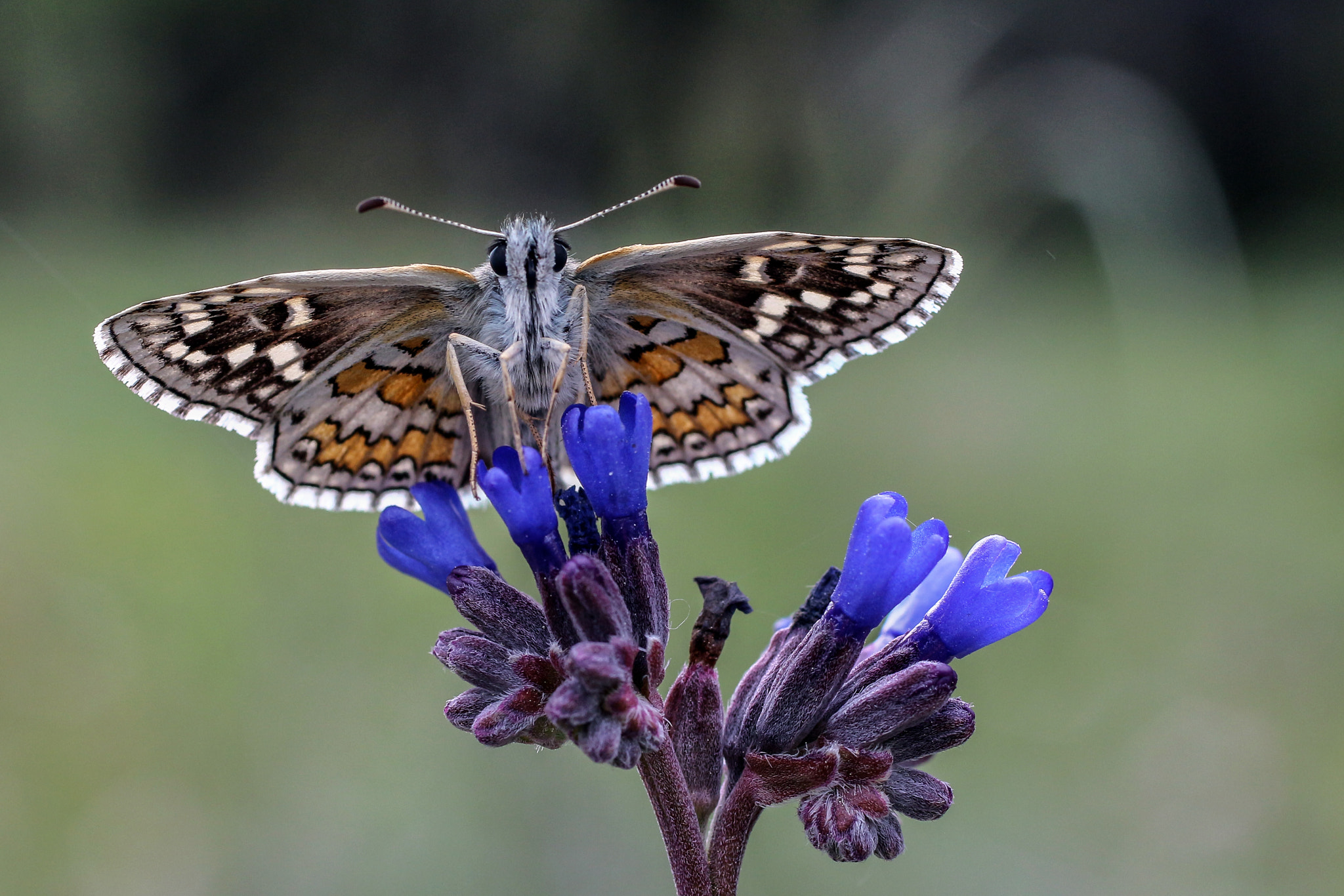 Canon EOS 650D (EOS Rebel T4i / EOS Kiss X6i) + Canon EF 50mm F2.5 Macro sample photo. Pyrgus sidae photography