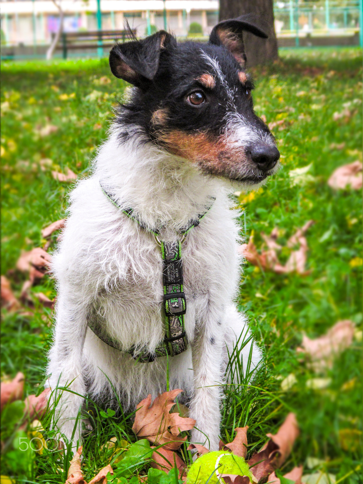 Canon PowerShot D20 sample photo. My lovely dog buck photography