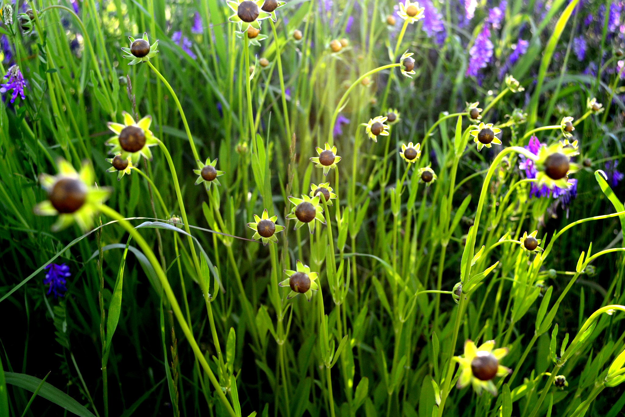 Green, ready to bloom