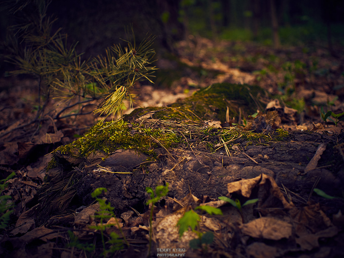Olympus PEN E-PL5 + Sigma 30mm F2.8 DN Art sample photo. Spring forest photography