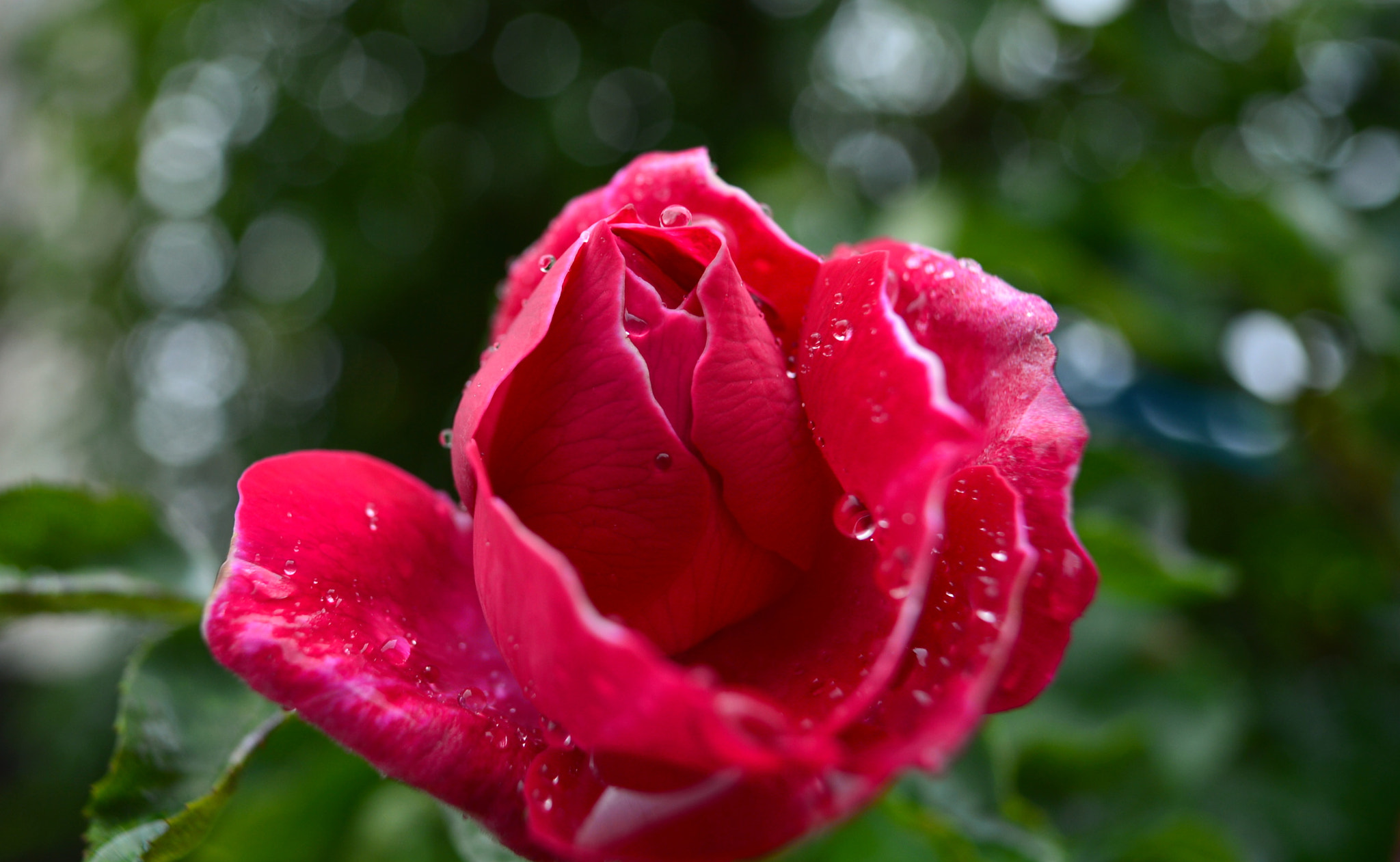 Nikon D4 + AF Nikkor 50mm f/1.8 sample photo. Rose photography