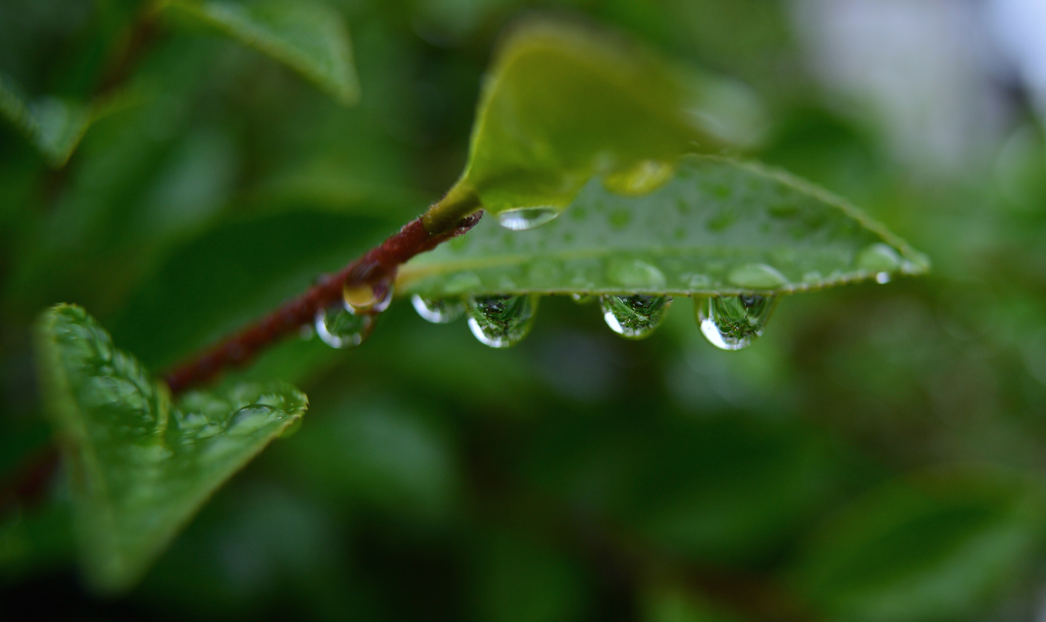 Nikon D4 + AF Nikkor 50mm f/1.8 sample photo. Drops photography