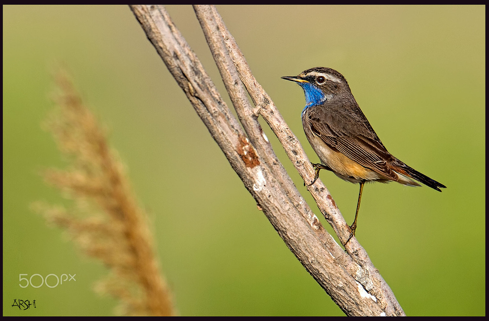 Nikon AF-S Nikkor 600mm F4E FL ED VR sample photo. Blue- throated fly catcher photography