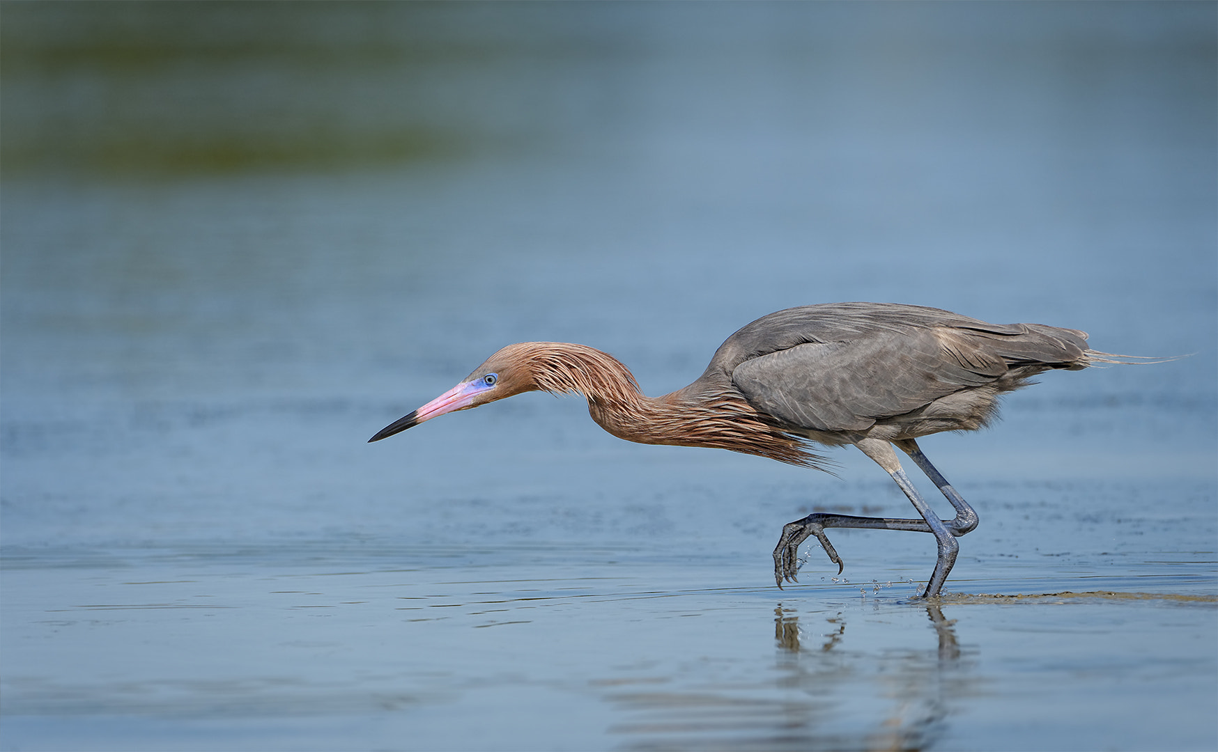 Nikon AF-S Nikkor 200-500mm F5.6E ED VR sample photo. Focused reddish photography