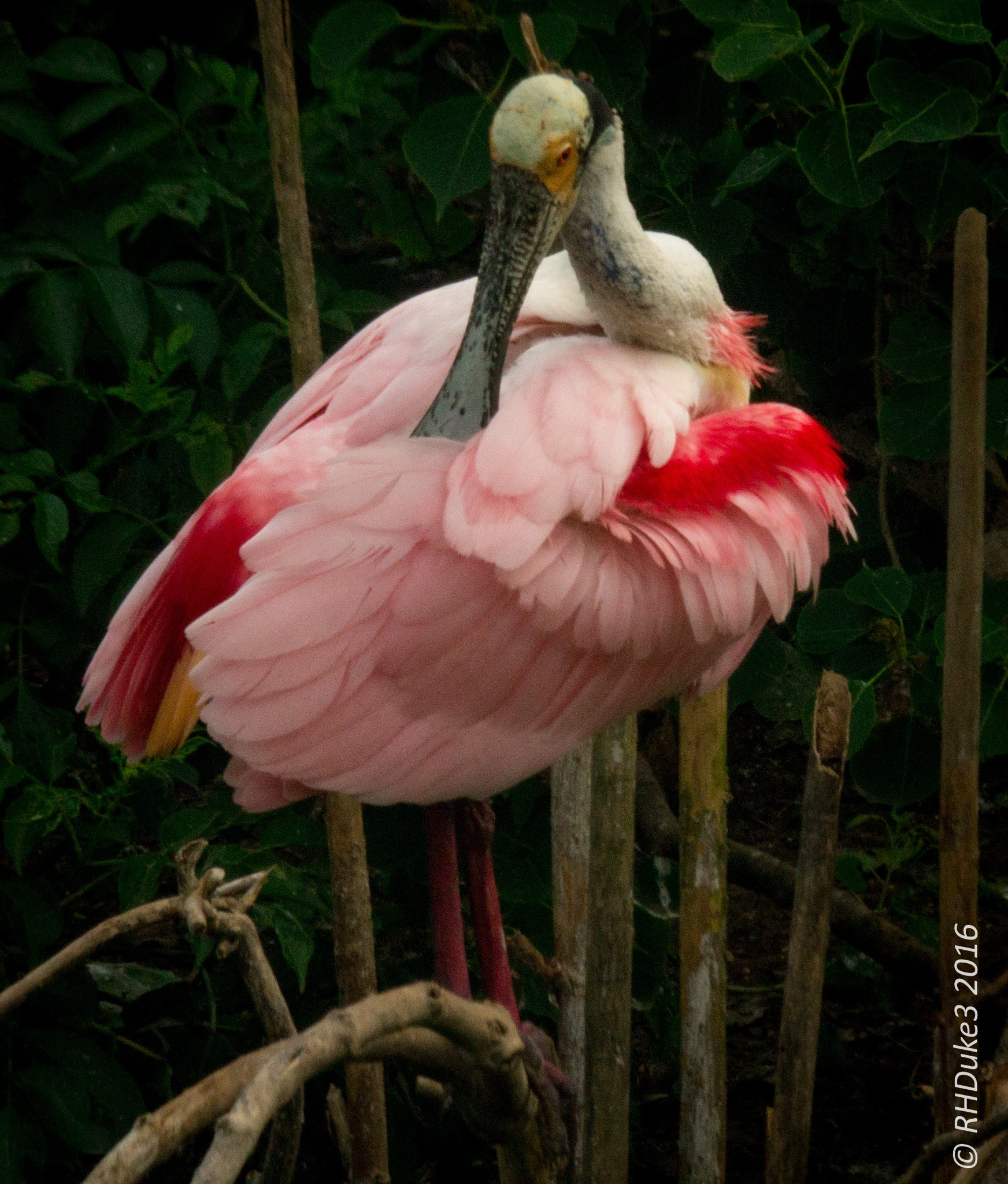 150-600mm F5-6.3 DG OS HSM | Sports 014 sample photo. Roseate spoonbill photography