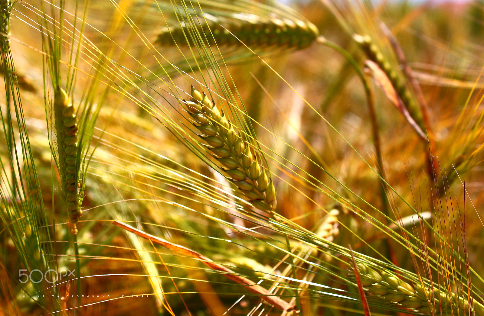 Canon EF-S 18-55mm F3.5-5.6 IS sample photo. Fields of gold... photography