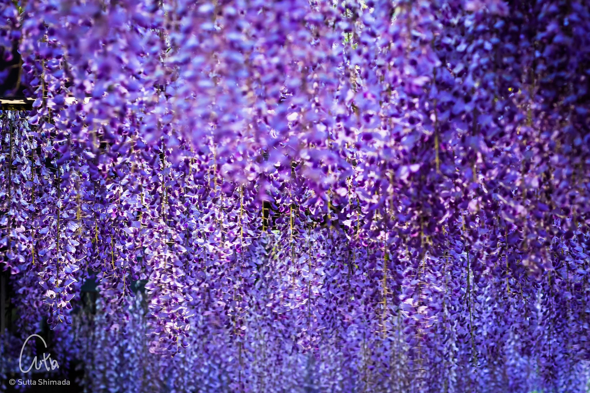 Canon EOS M3 + Canon EF 50mm F1.8 STM sample photo. Wisteria photography