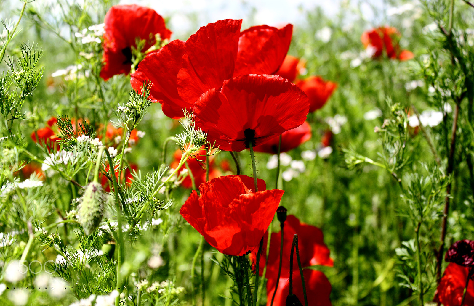 Canon EF-S 18-55mm F3.5-5.6 IS sample photo. Wild poppies bloom... photography