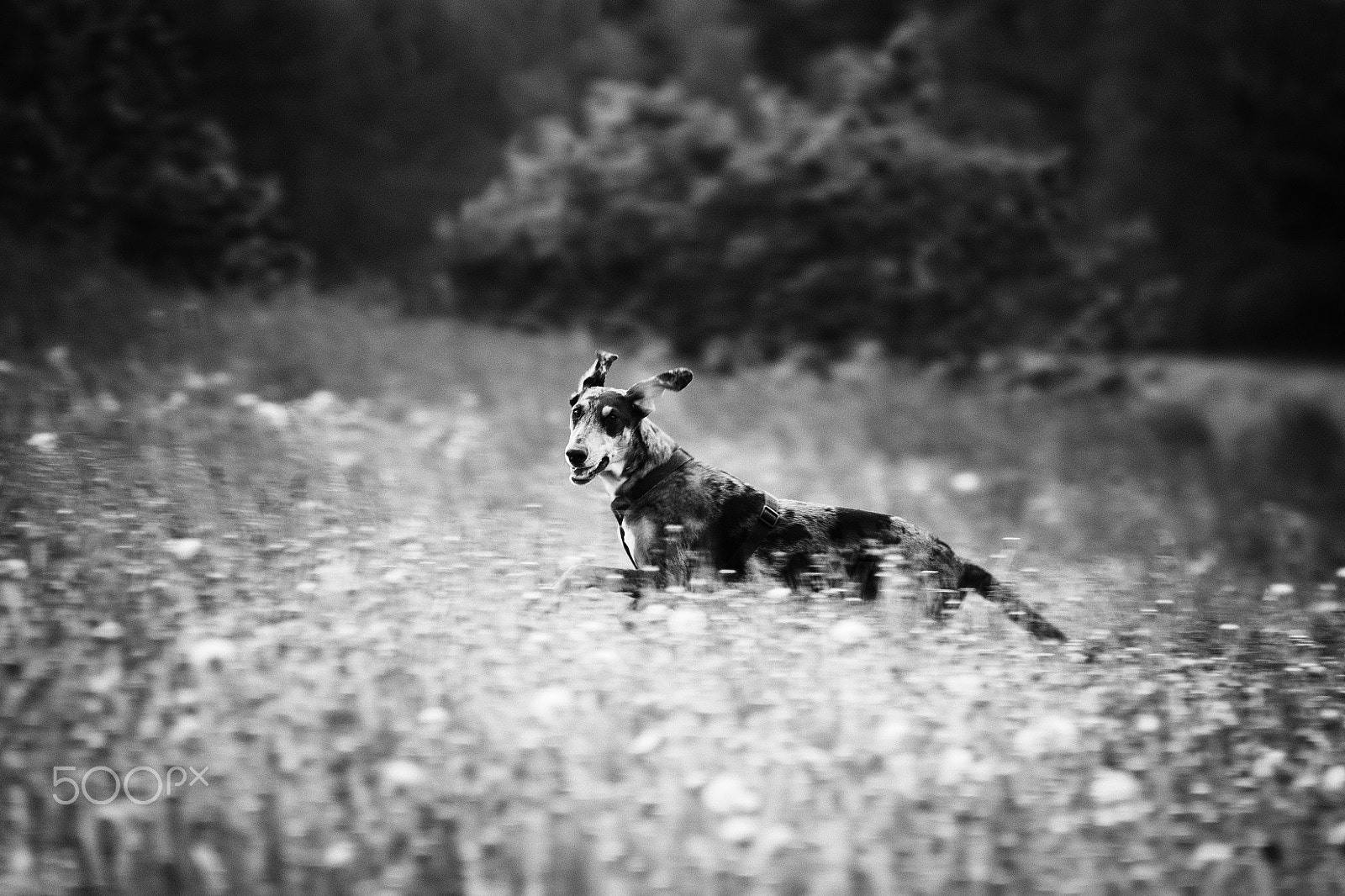 70.00 - 300.00 mm f/4.0 - 5.6 sample photo. Dog ... photography
